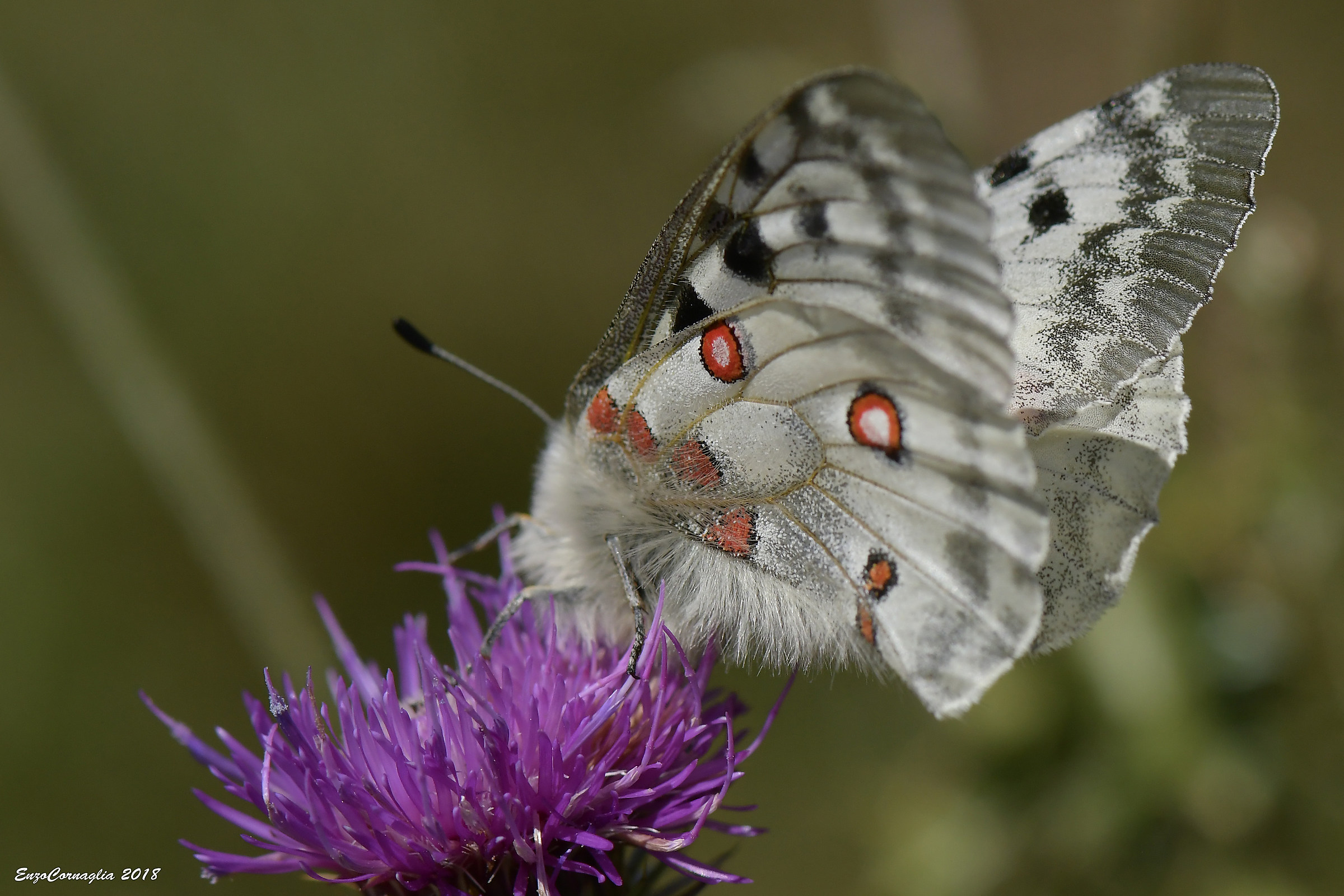 Parnassius apollo