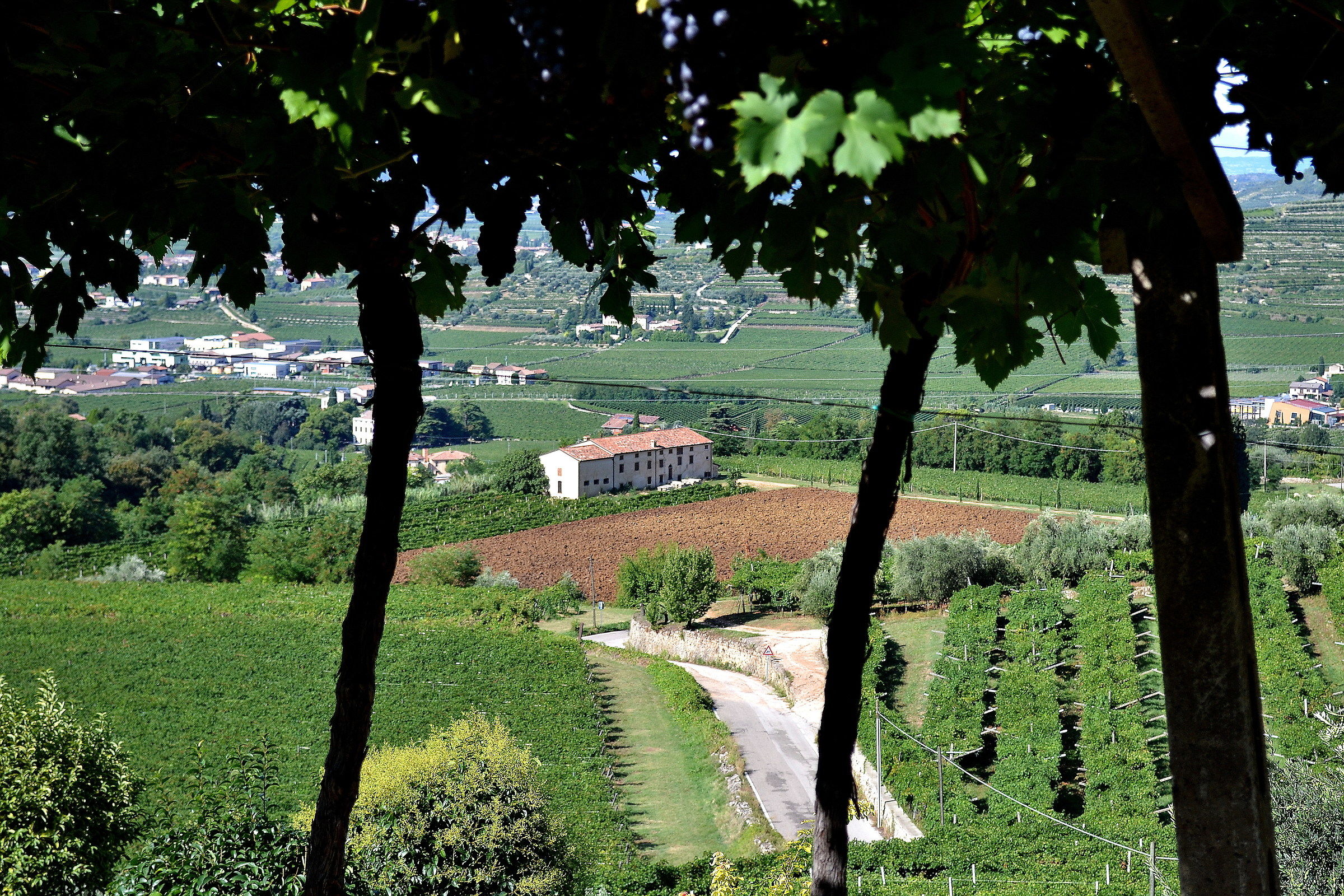 Among the vineyards of Valpolicella