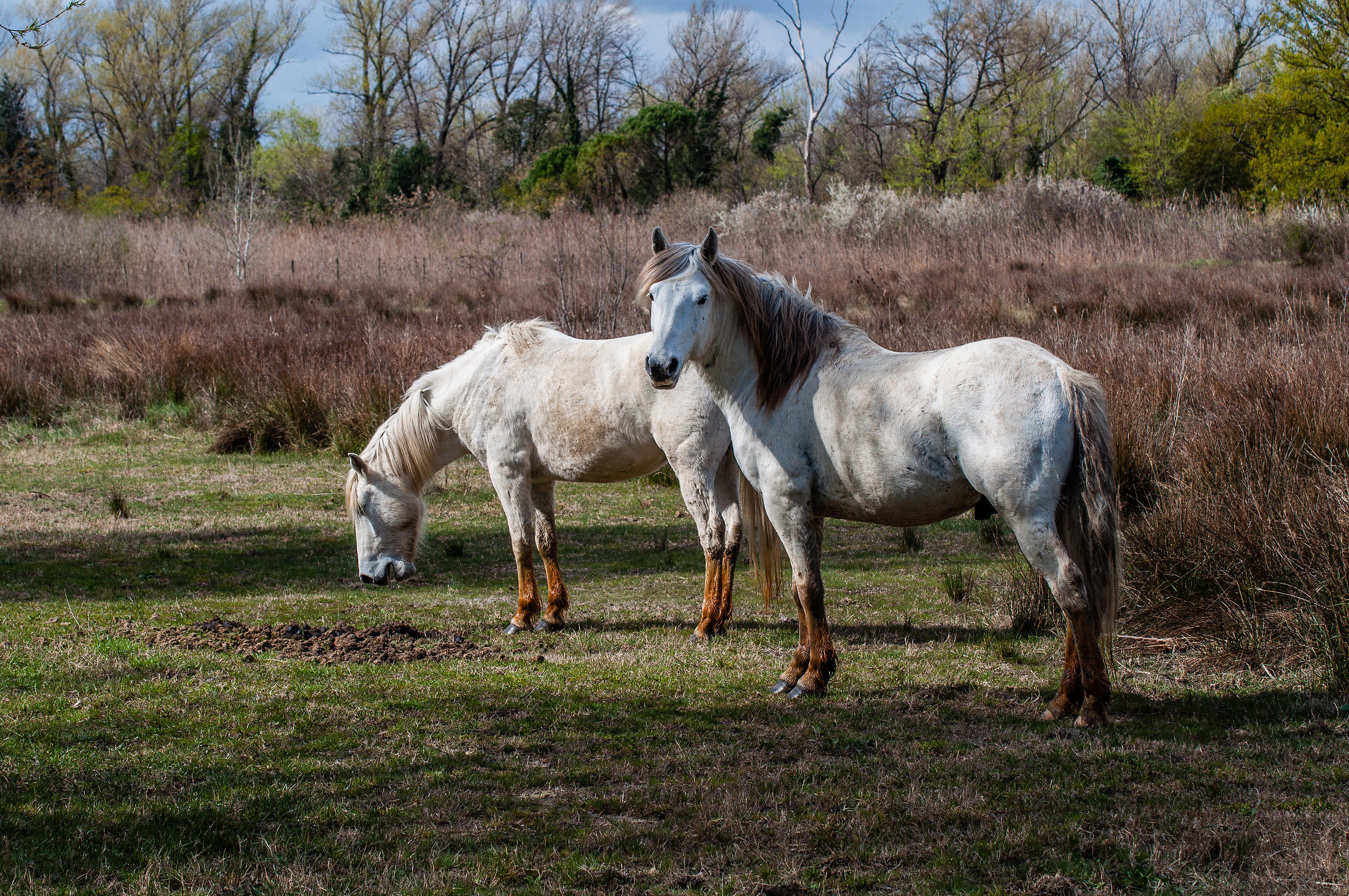 Camargue Horses