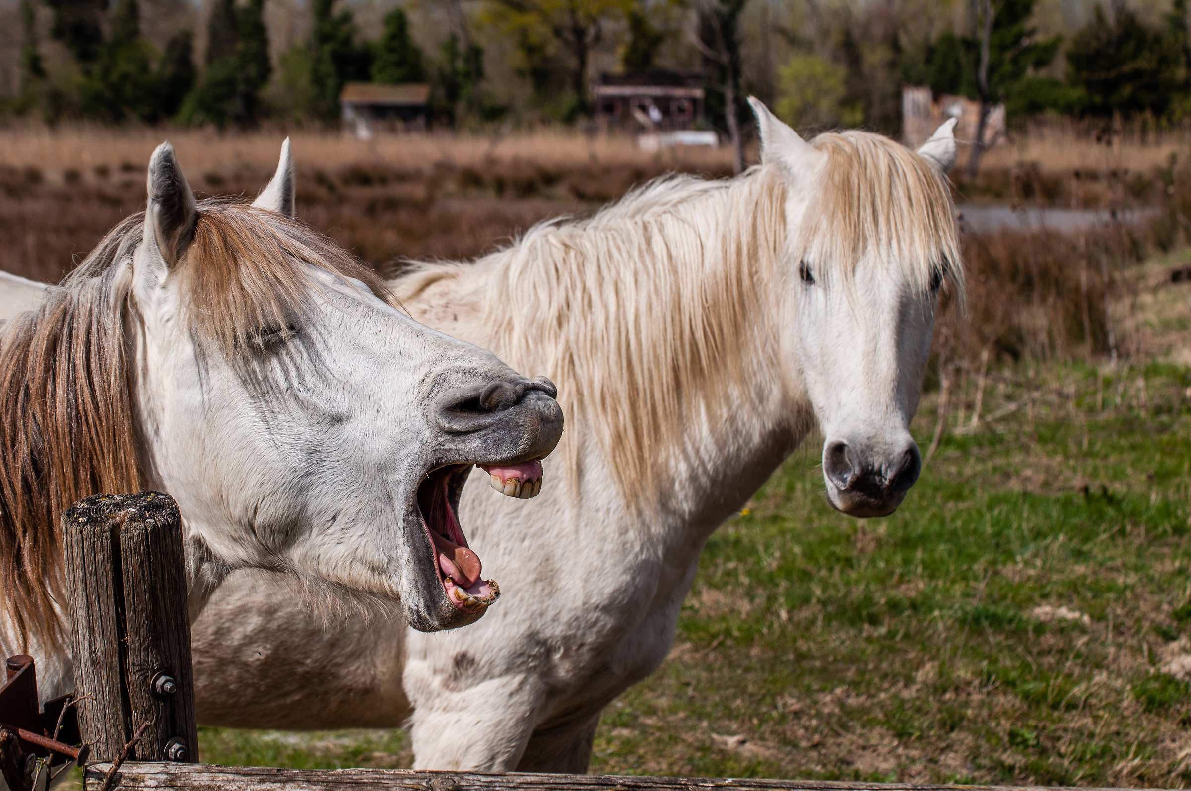 Camargue Horses