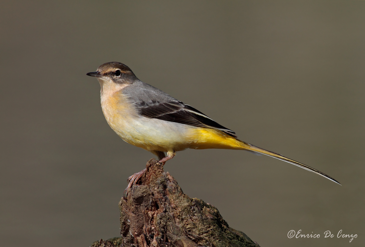 Wagtail