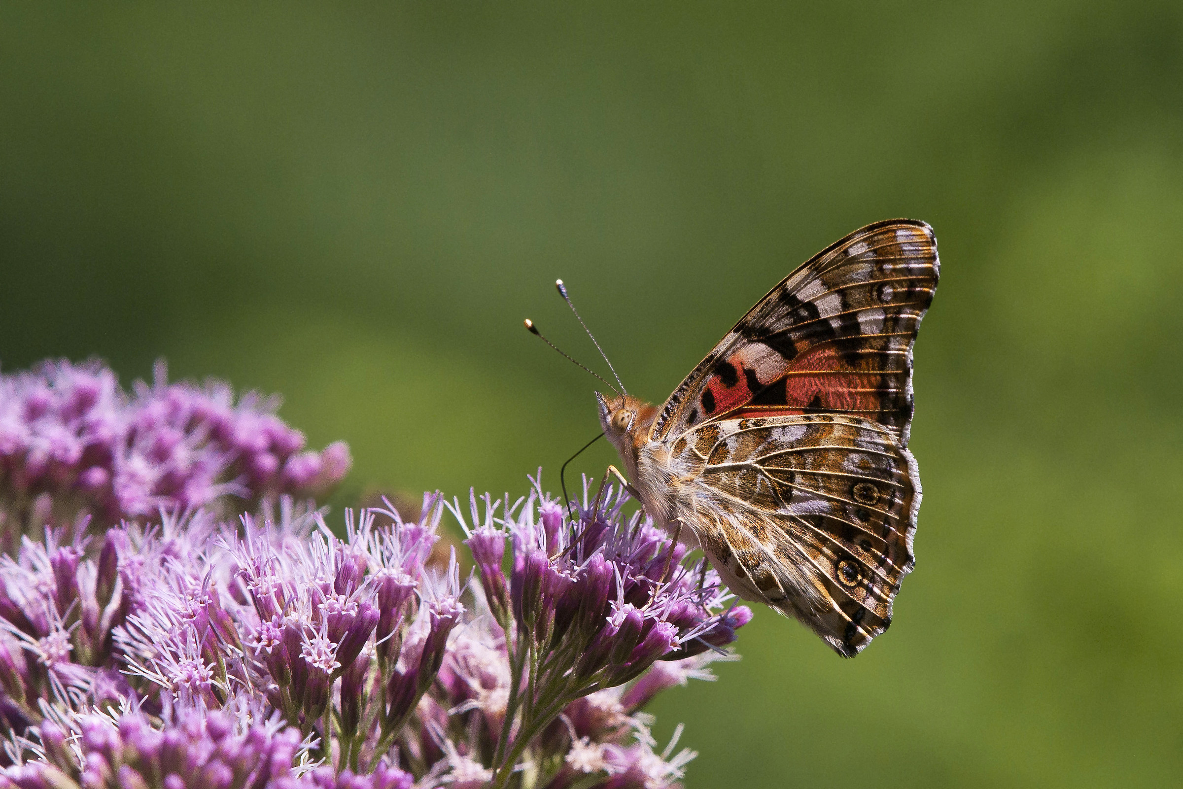 Vanessa del cardo (Vanessa cardui)