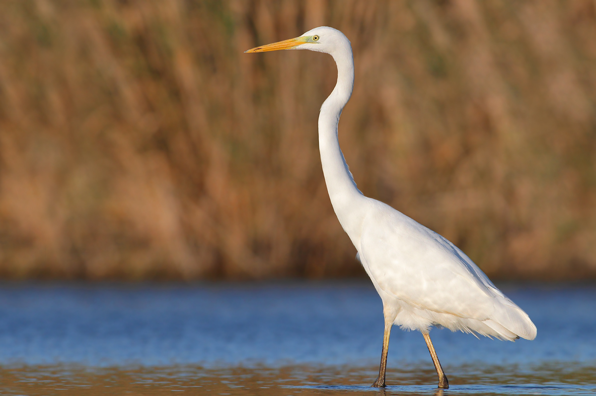 White Heron