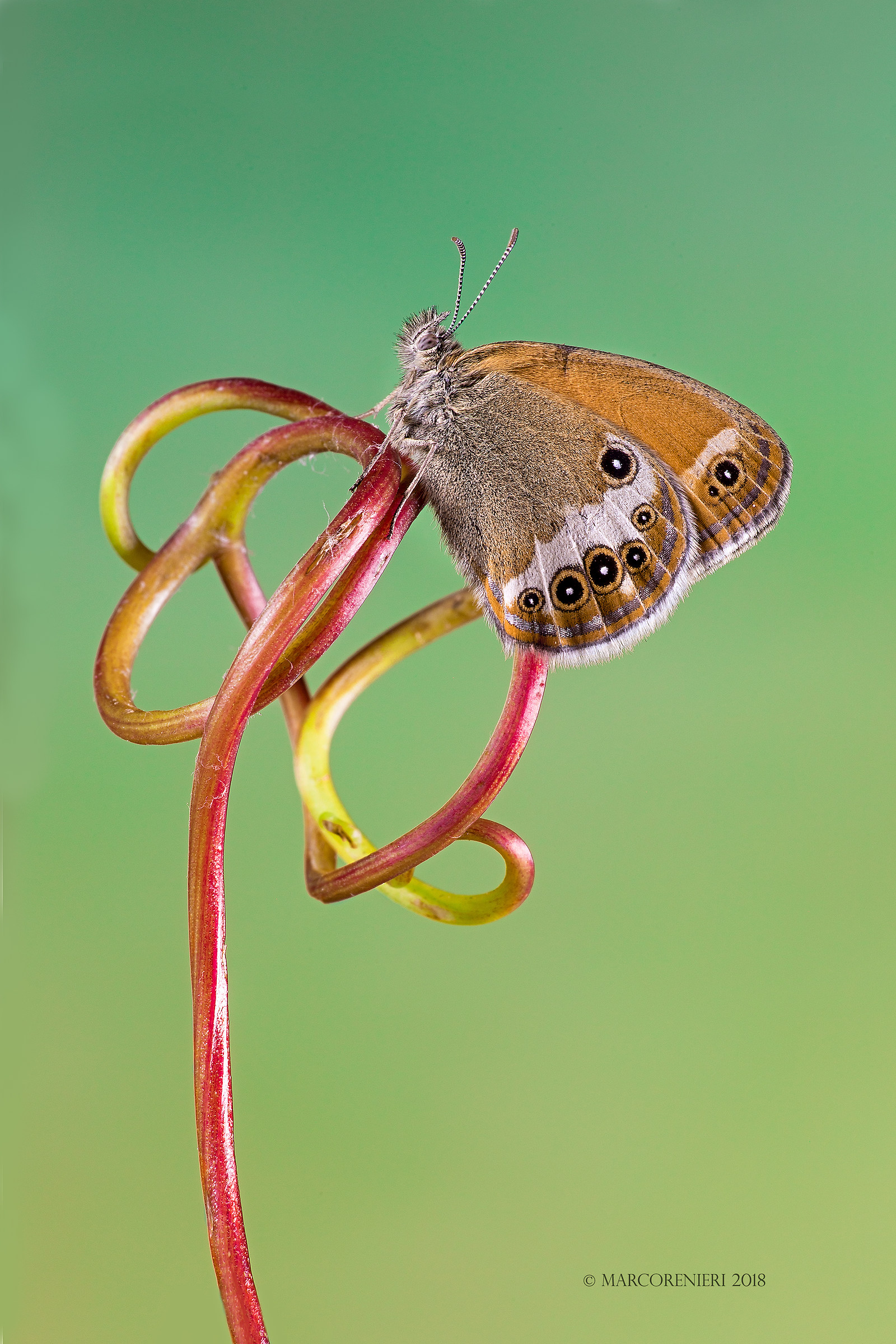 Coenonympha Arcania