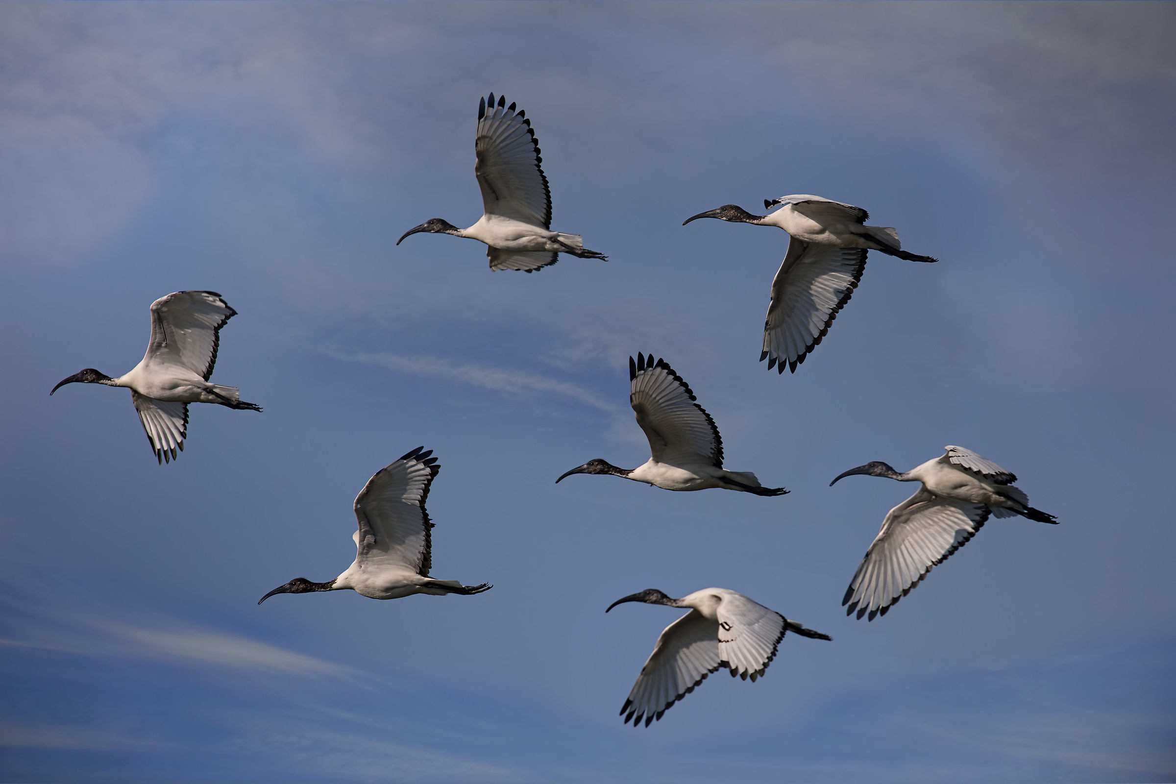 Ibis in formazione sorvolano il Lago Superiore di MN