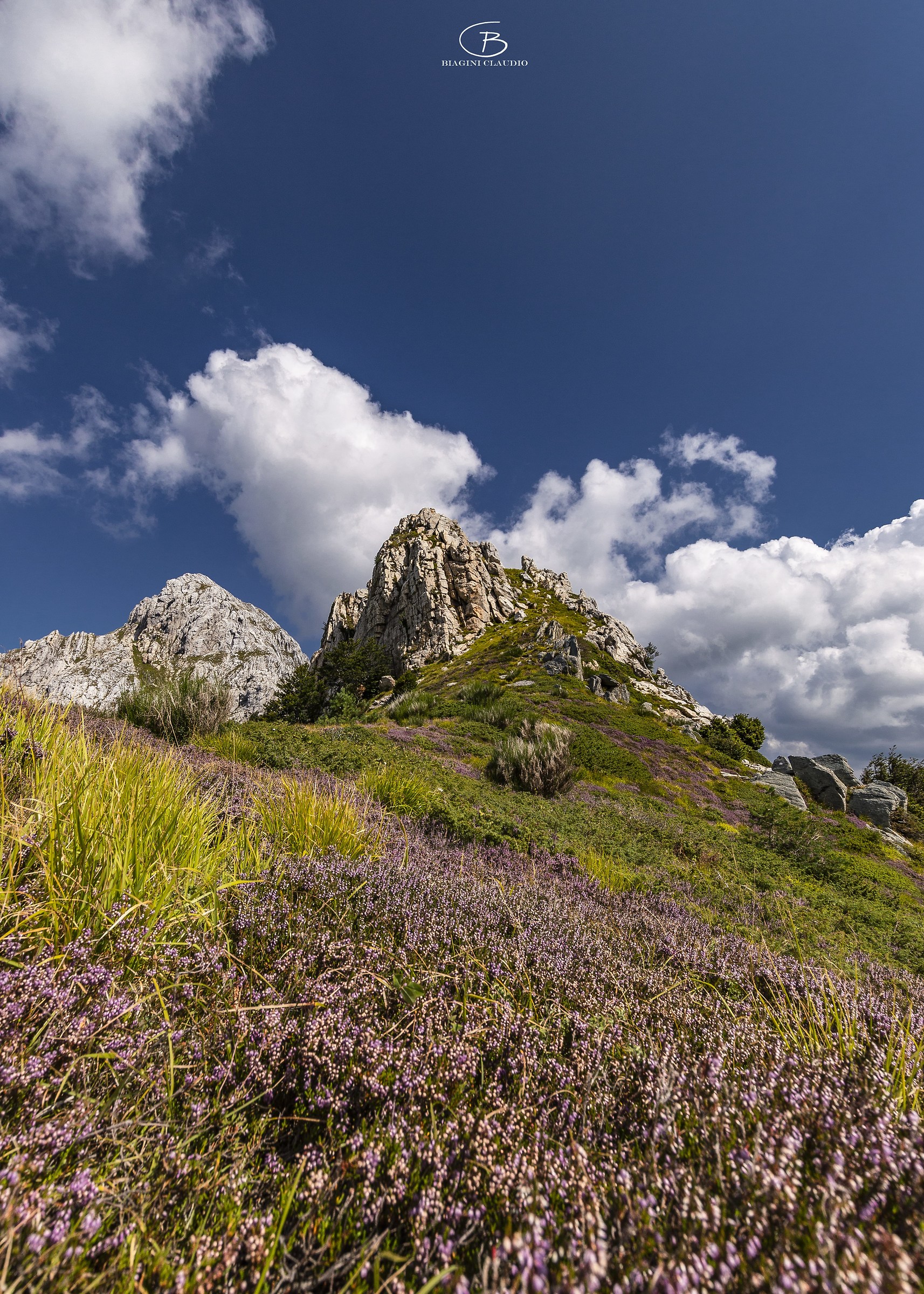 Under the Mount Bird Lace