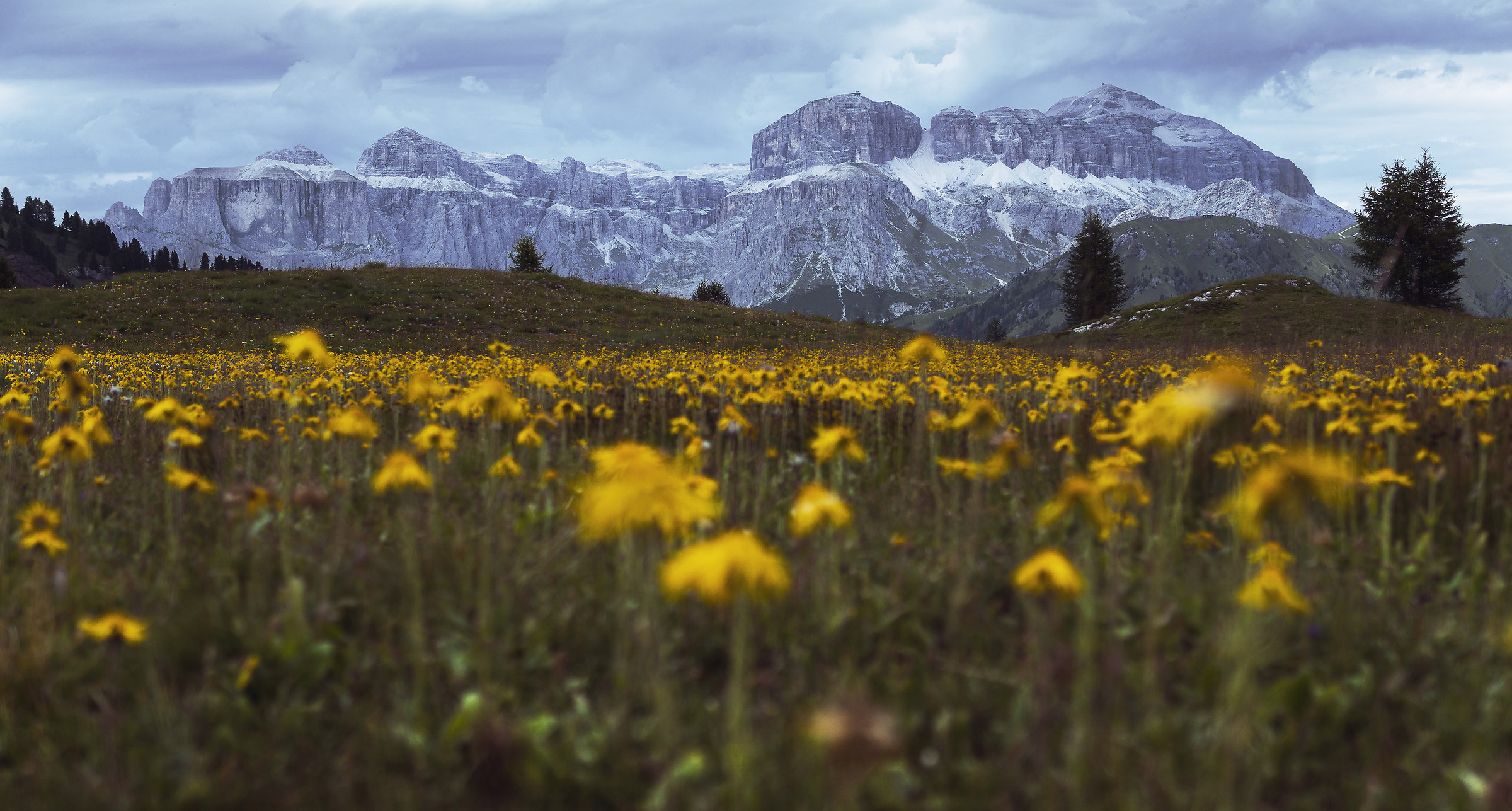 Golden Flowers, Refuge Ciampac