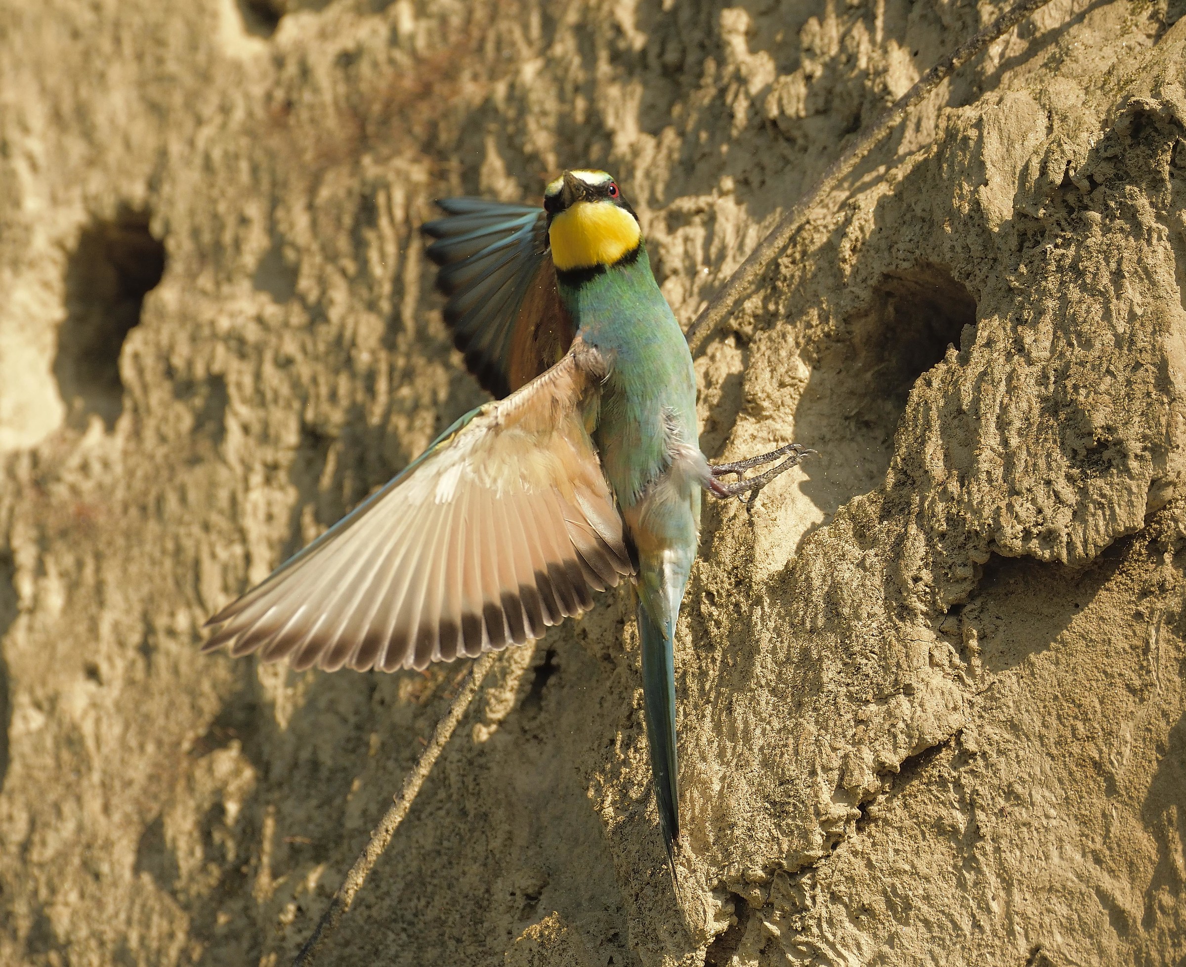 Bee-eater