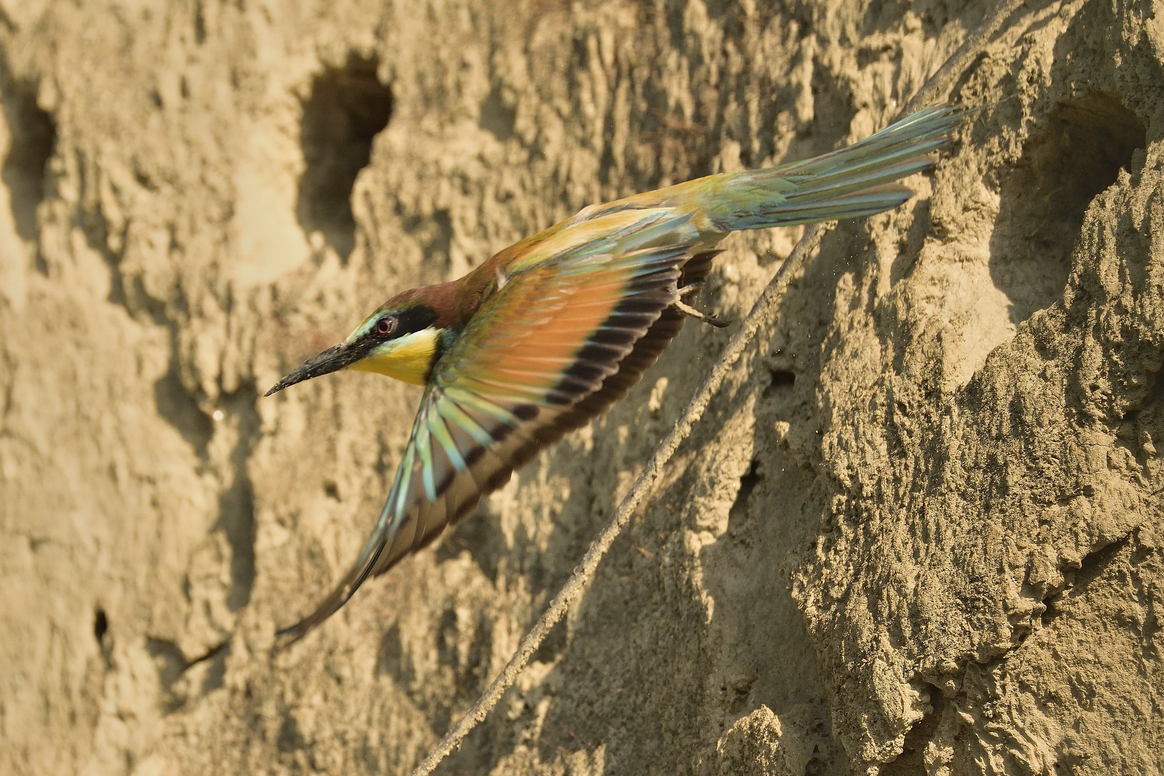 Bee-eater