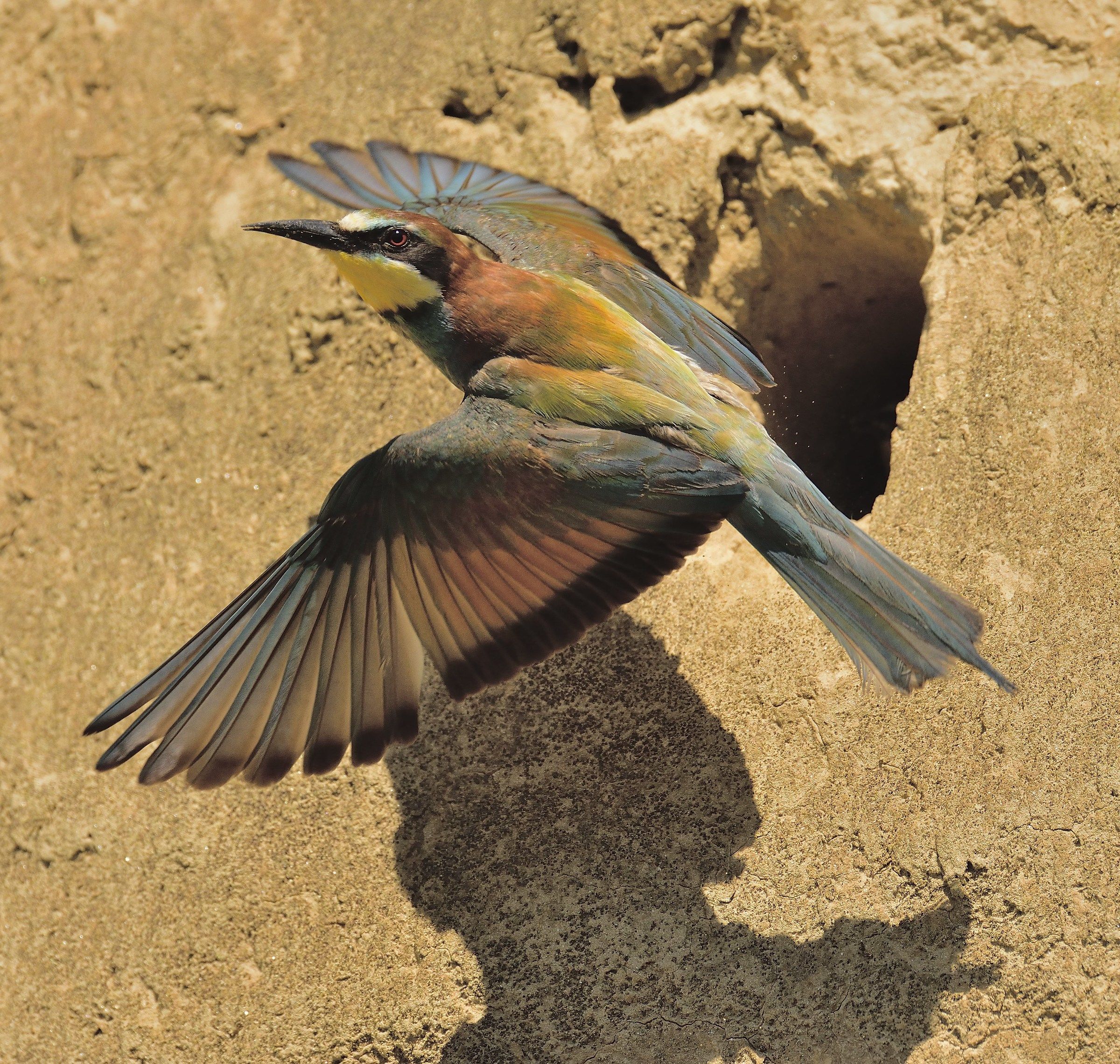 Bee-eater