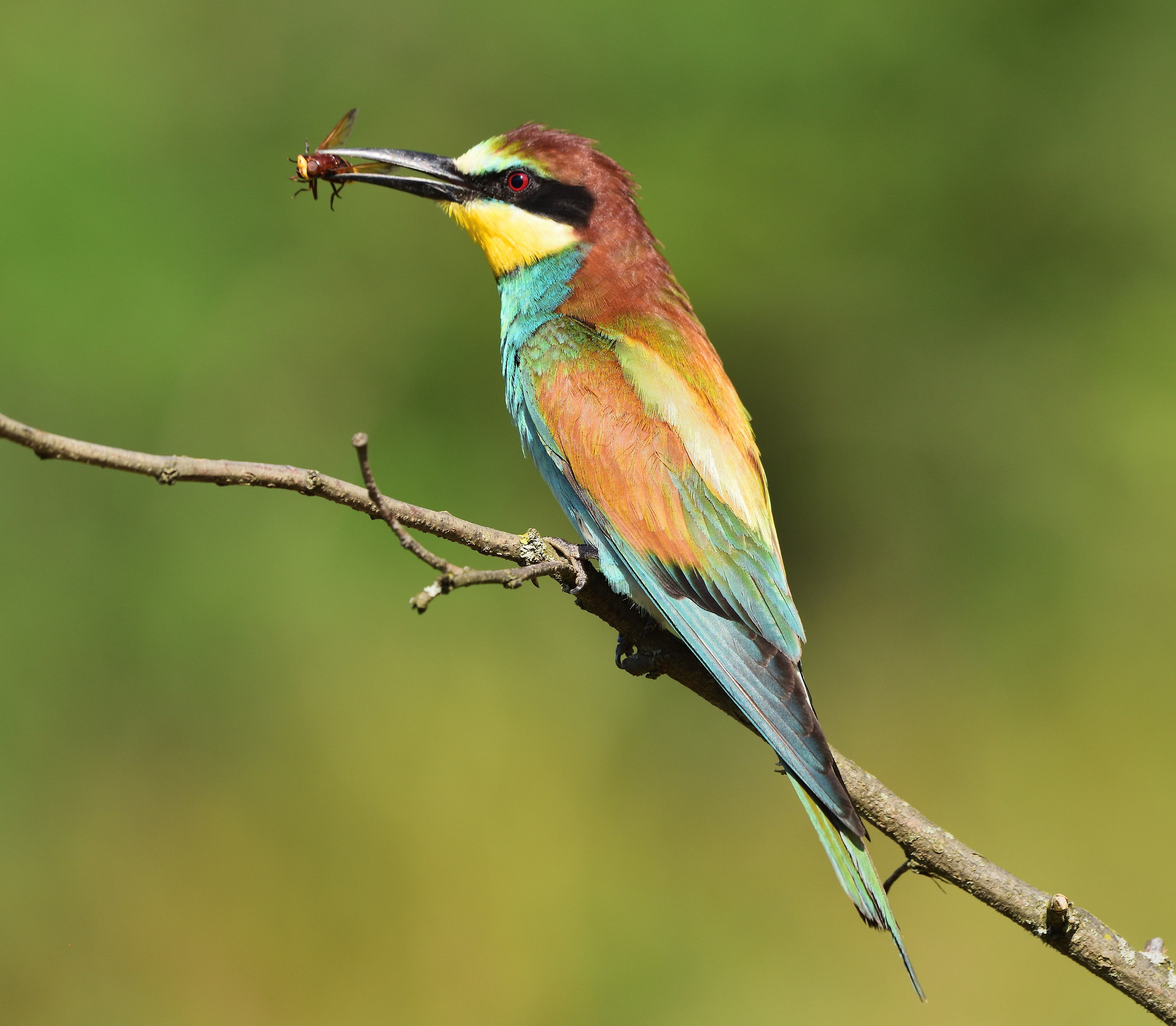 Bee-eater