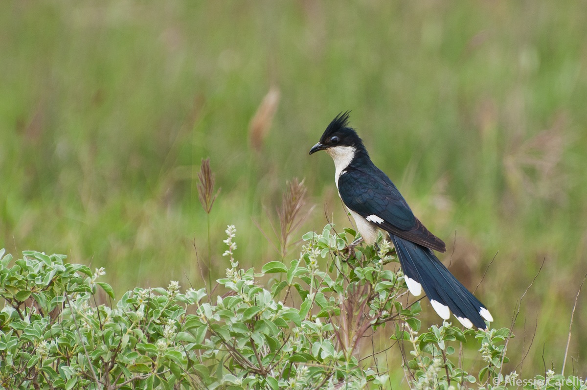 Black and white cukoo (cuckoo, black and white) - Kenya