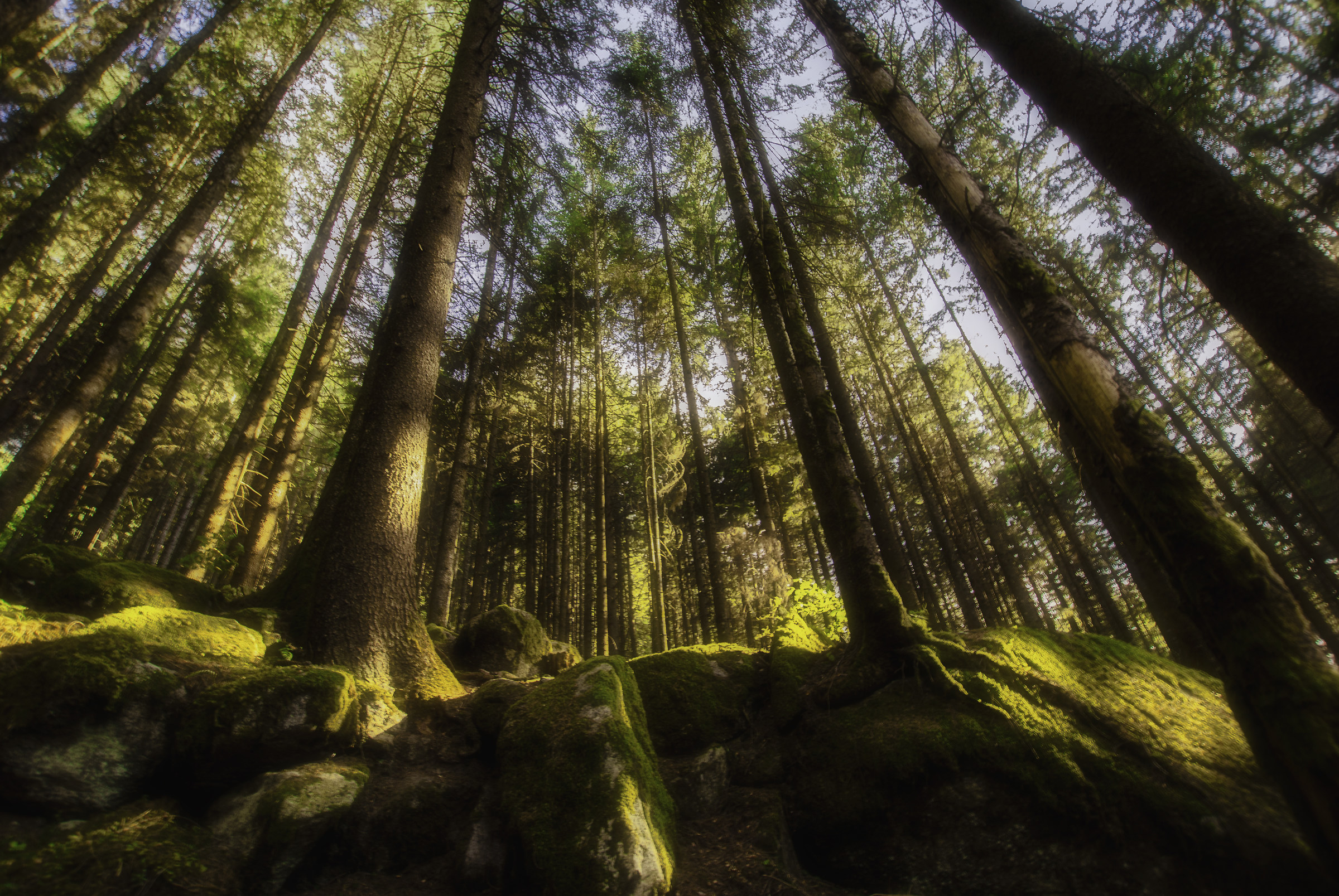 The Forest of Campo Tures