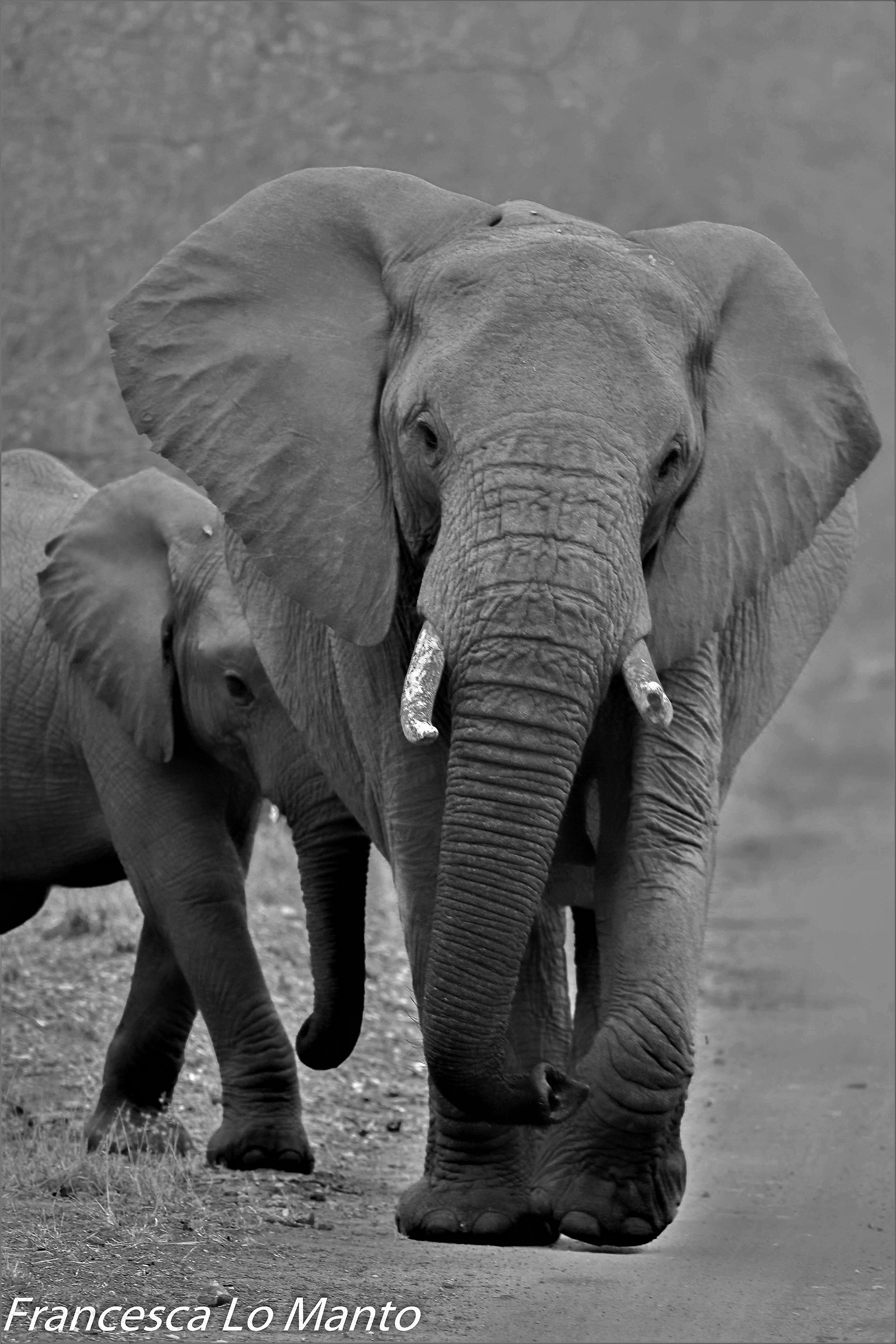Elephants