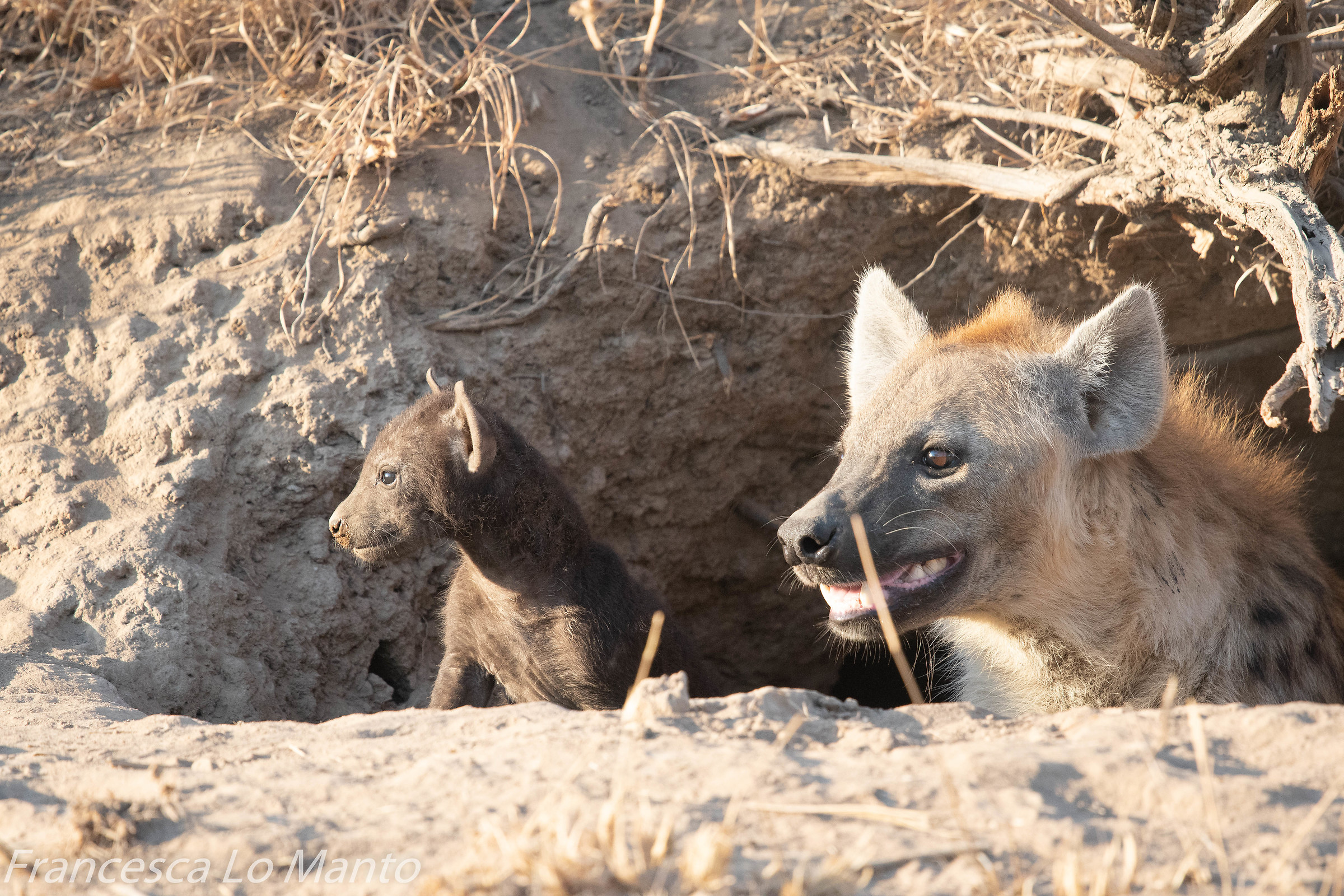 Hyena with puppy