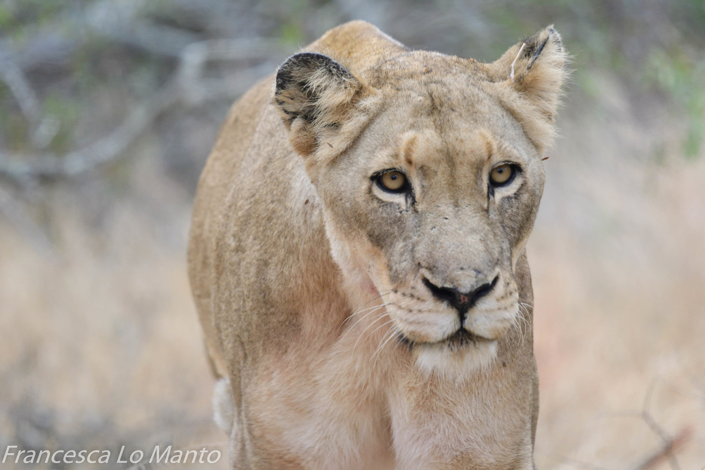 Lioness