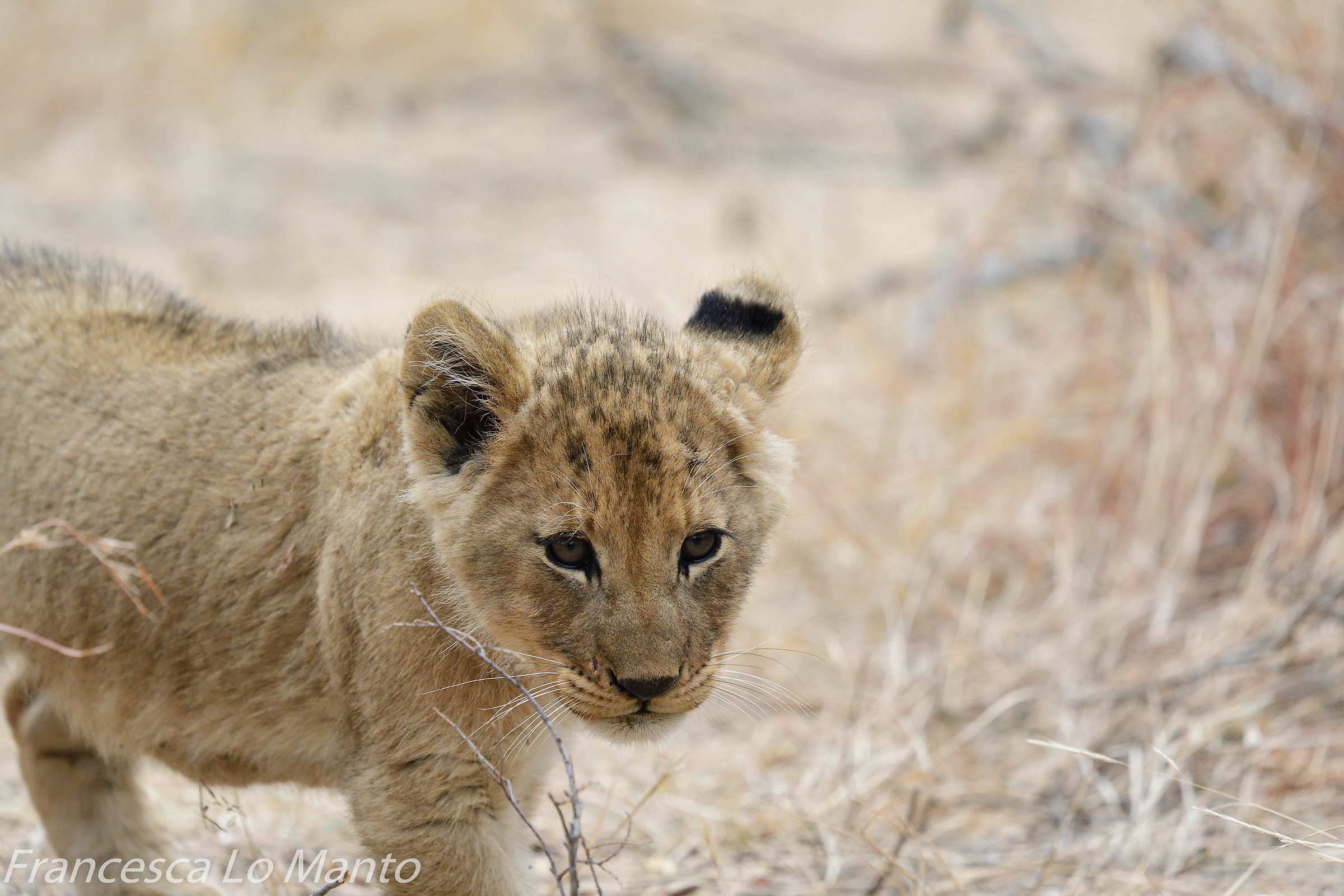 Lion puppy