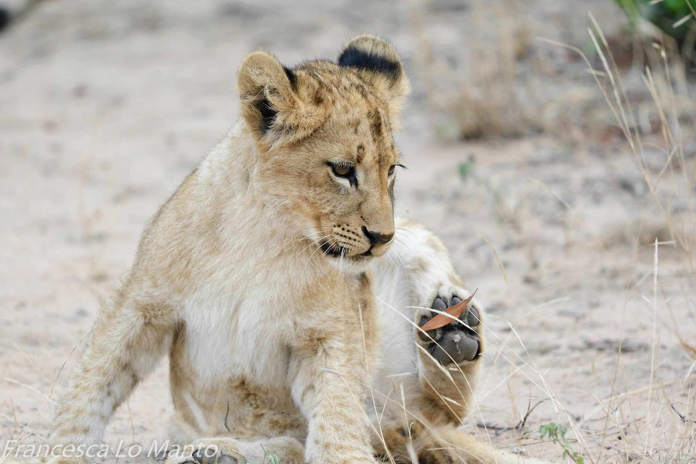 Lion puppy