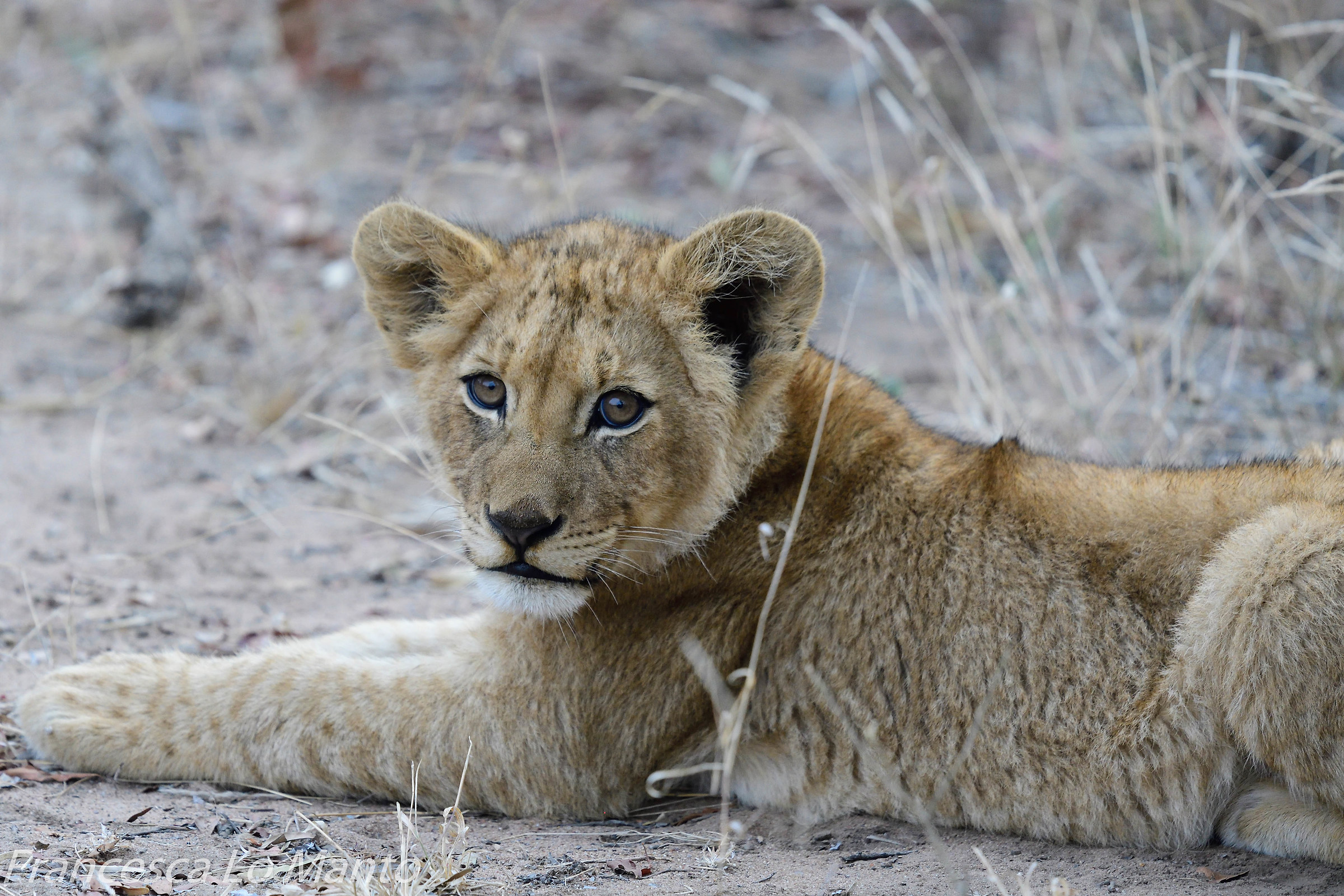 Lion puppy