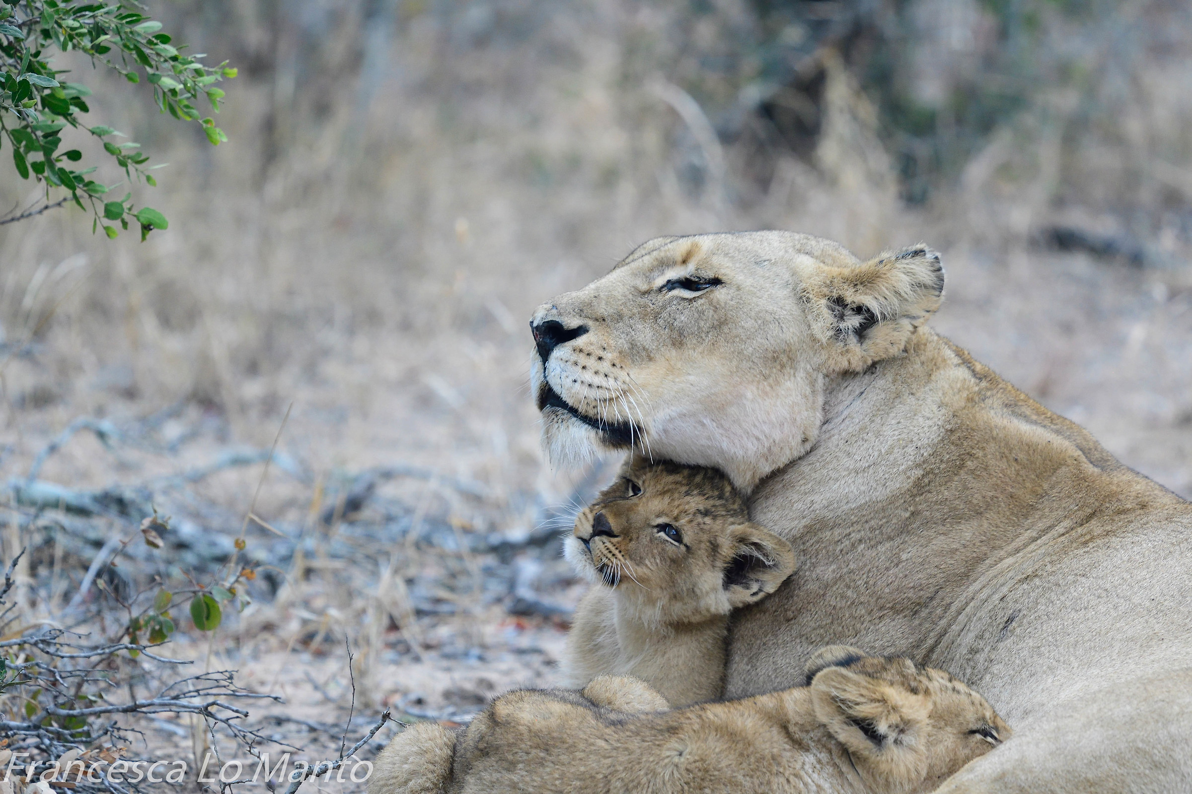 Lioness with puppy