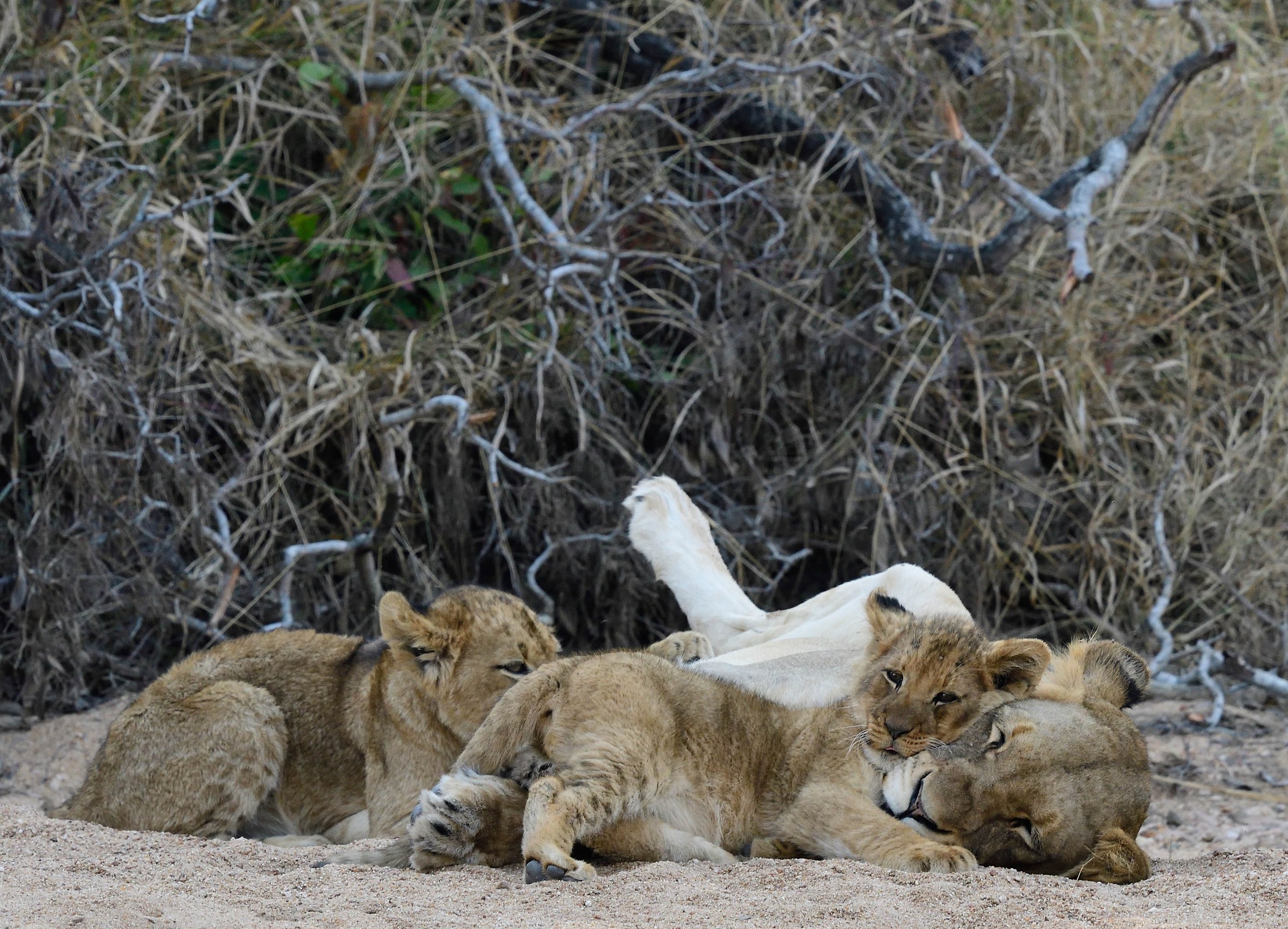 Lioness with puppies