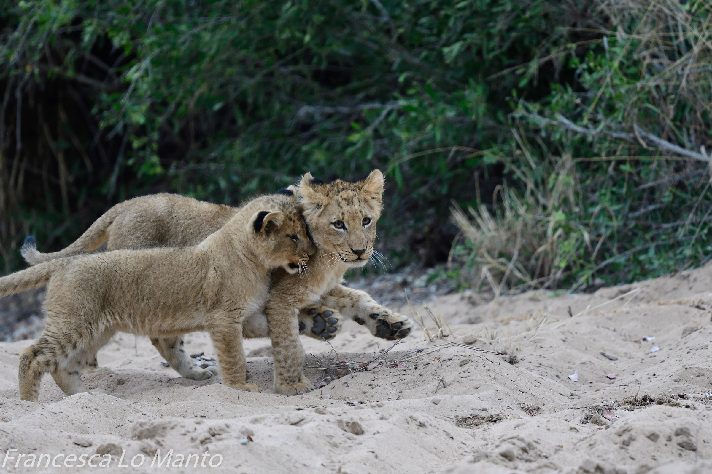 Lion Puppies
