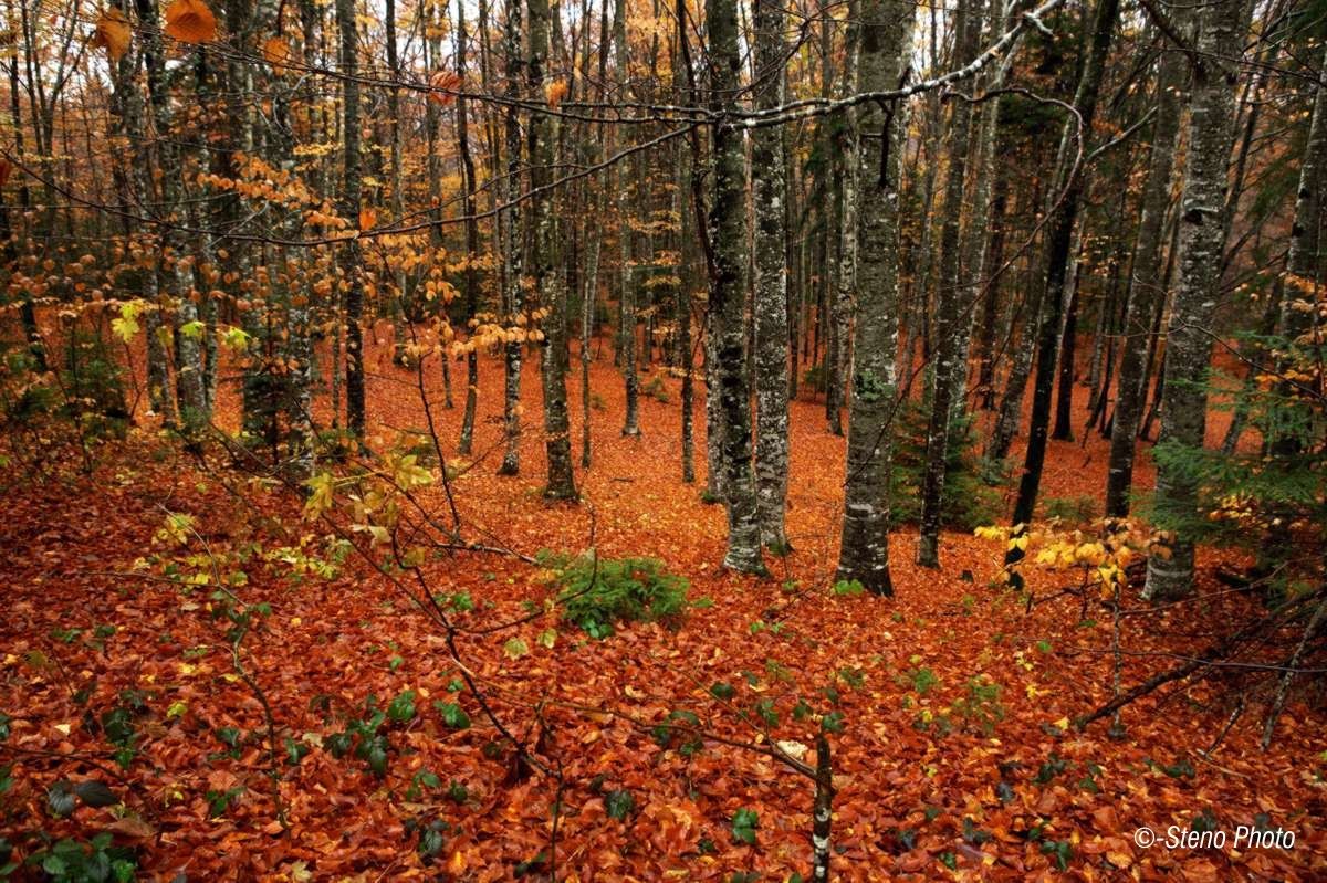 Autunno in Val Sella