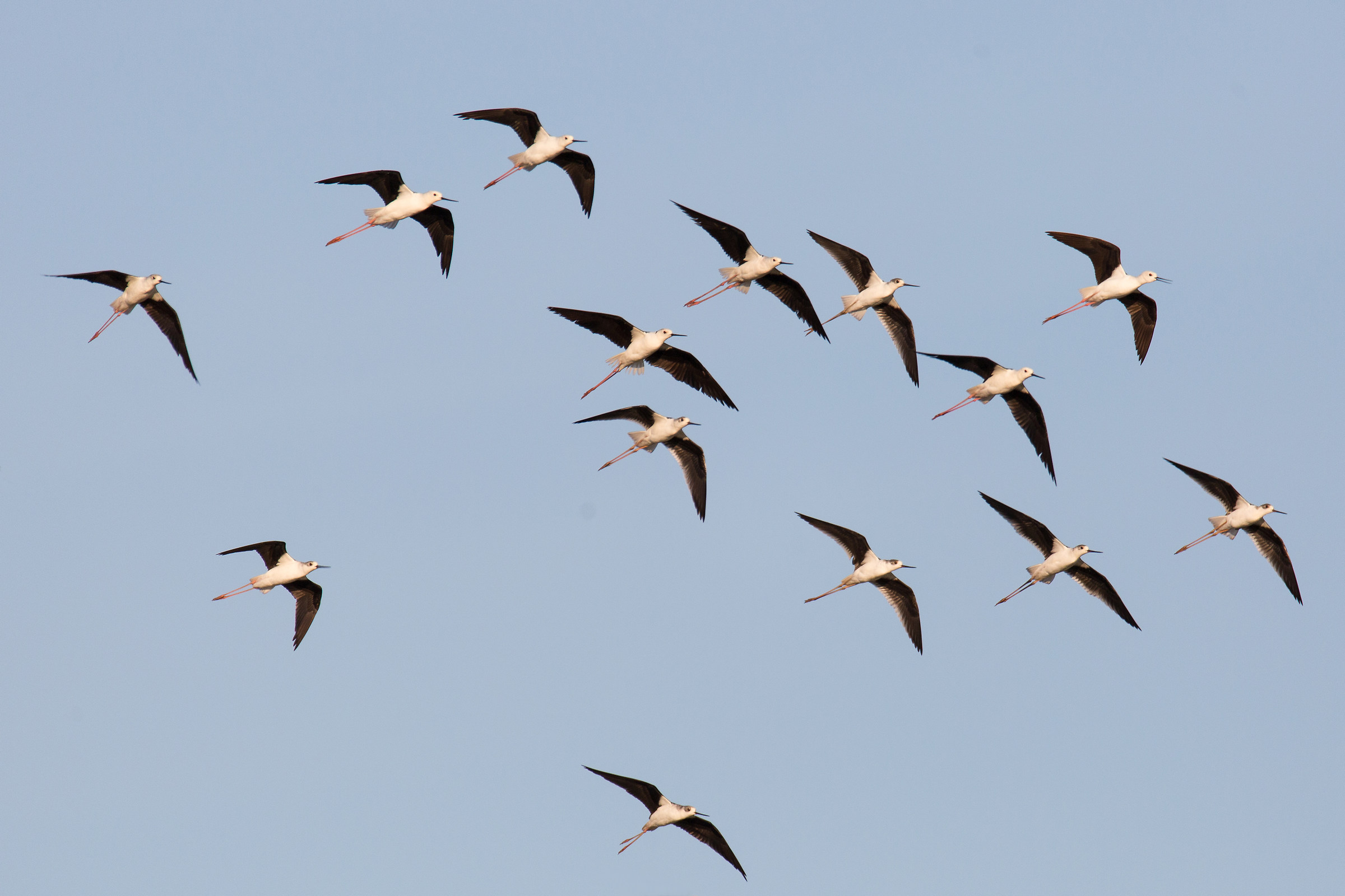 Knights of Italy in formation