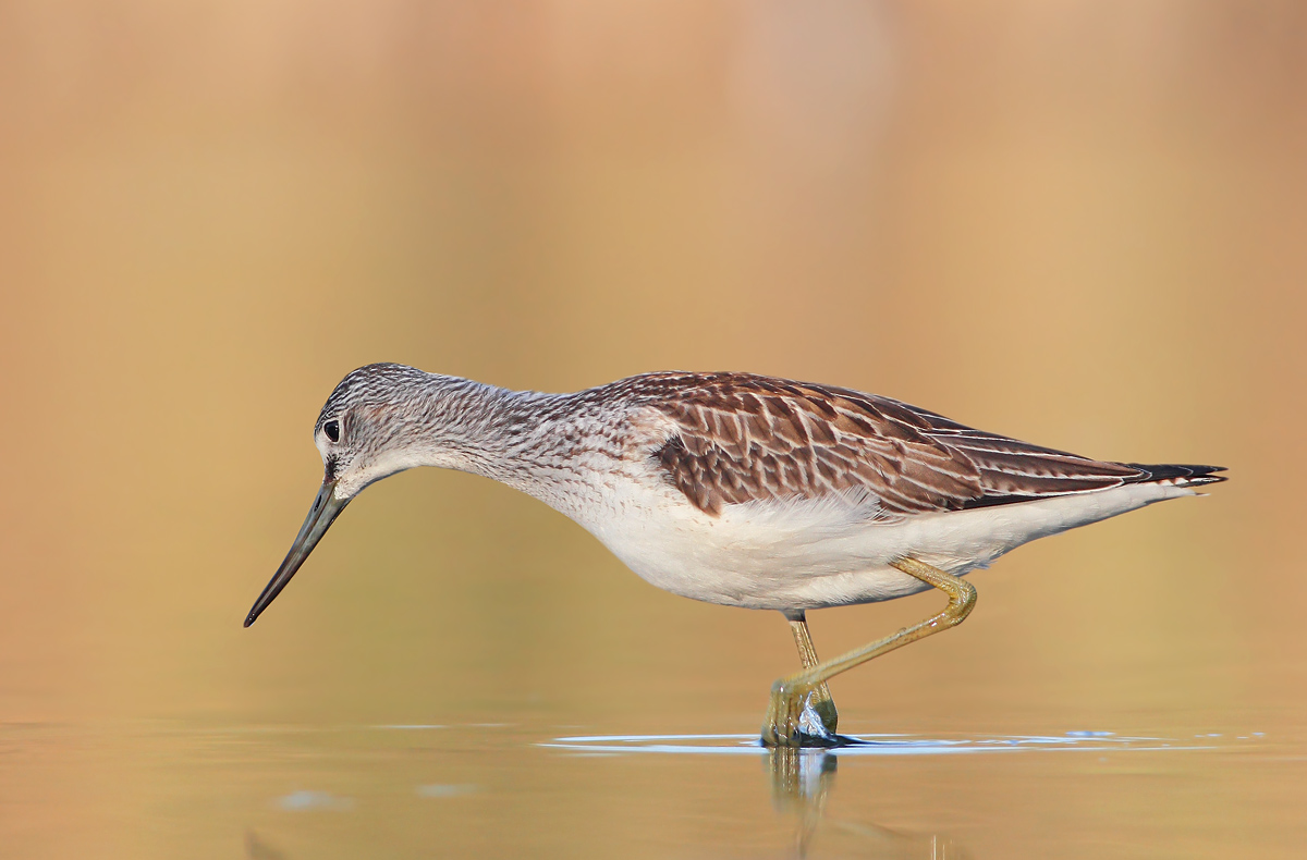 Greenshank
