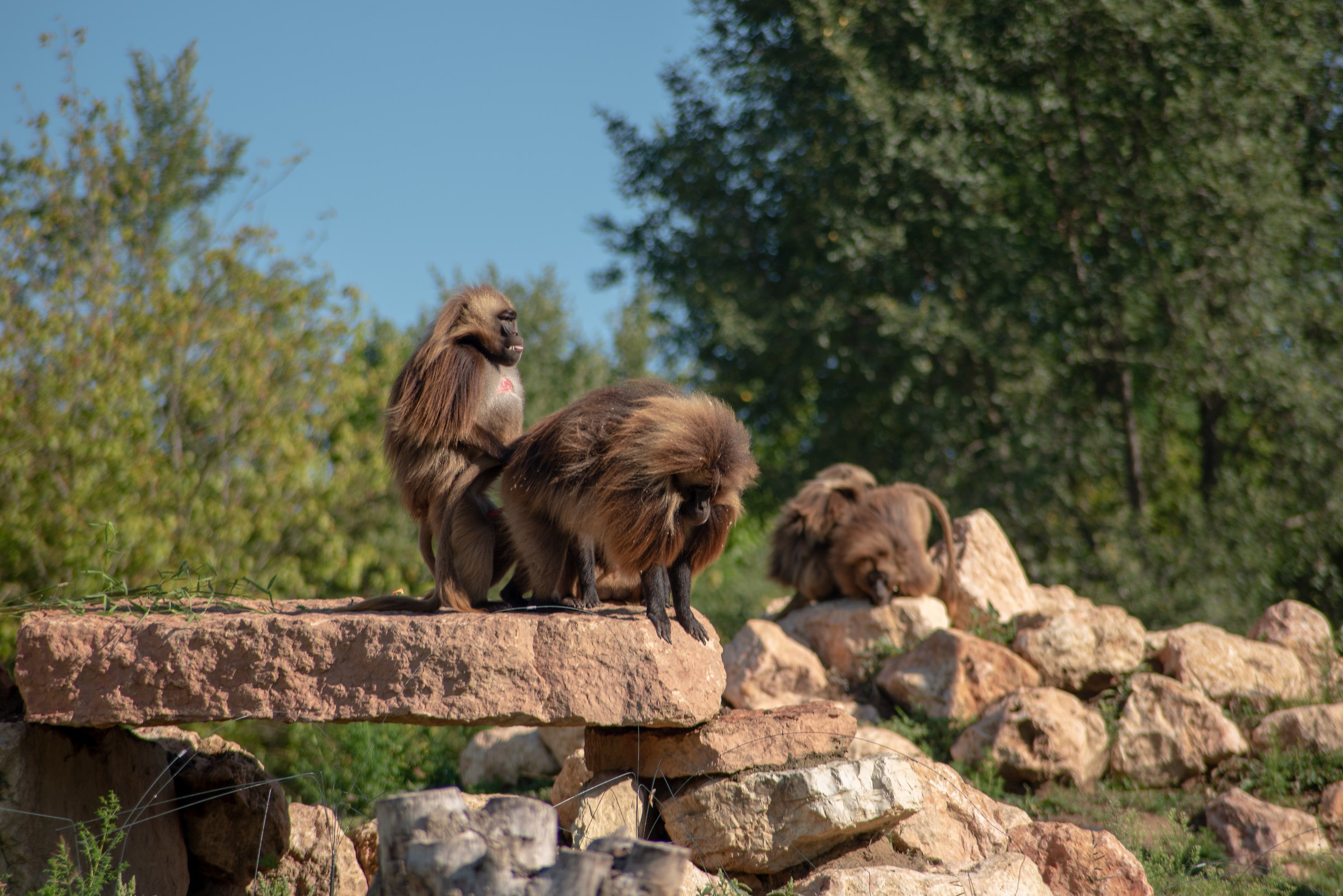 Gelada Baboon