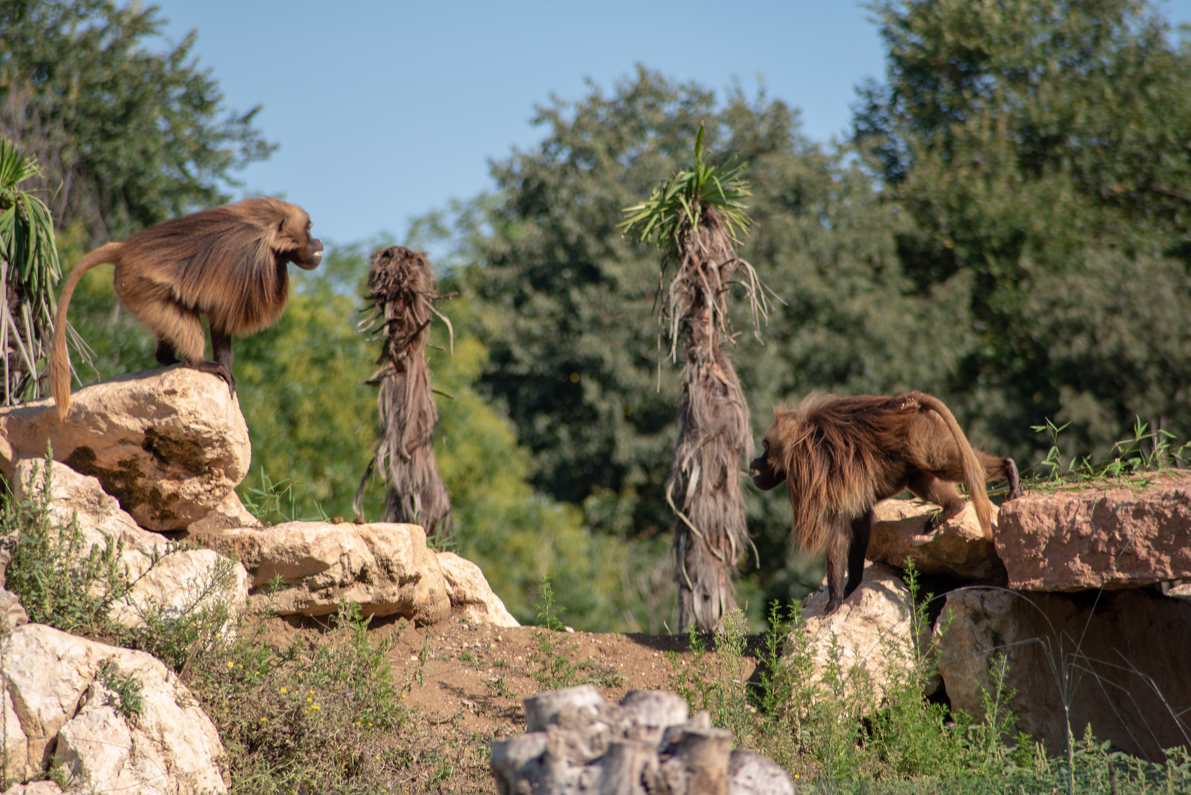 The clash between baboons