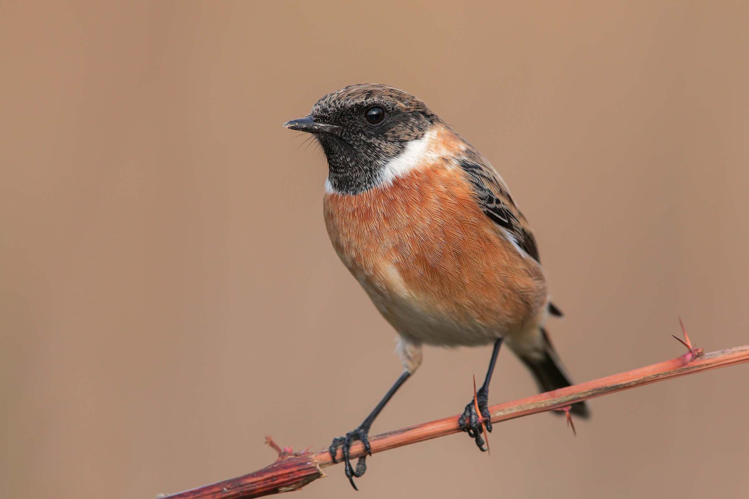 Stonechat