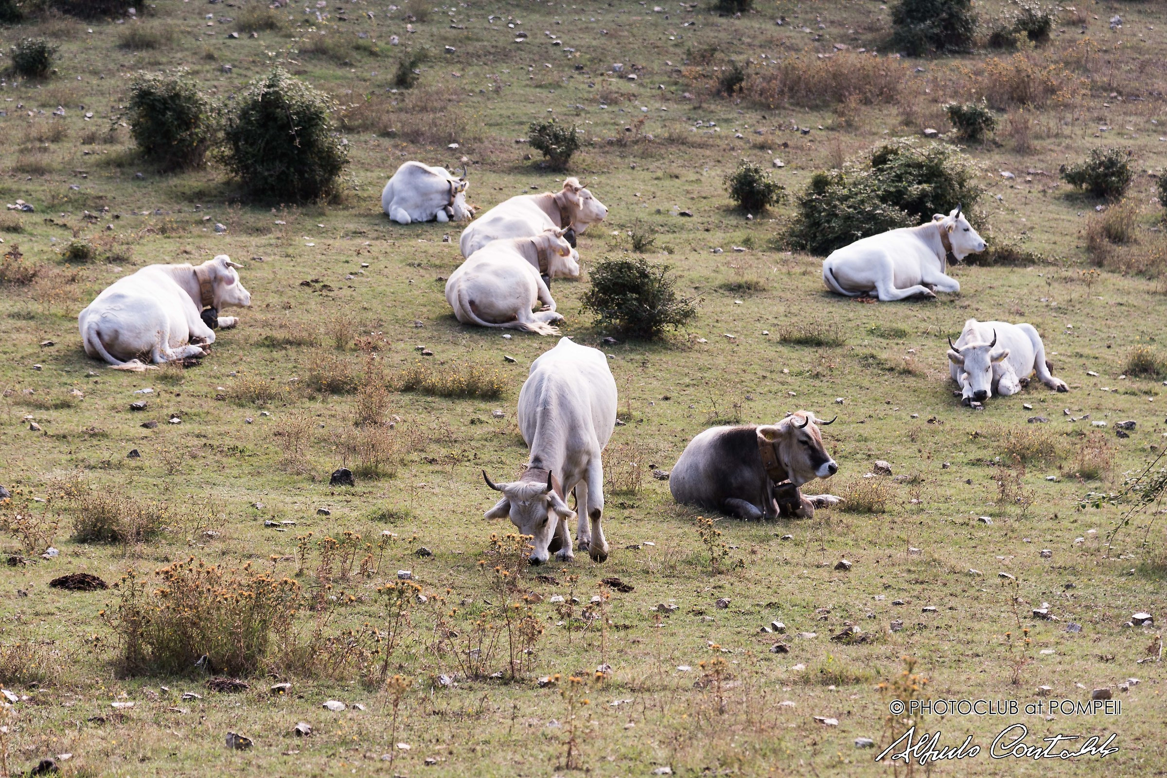 Sprawled cows or slated cows