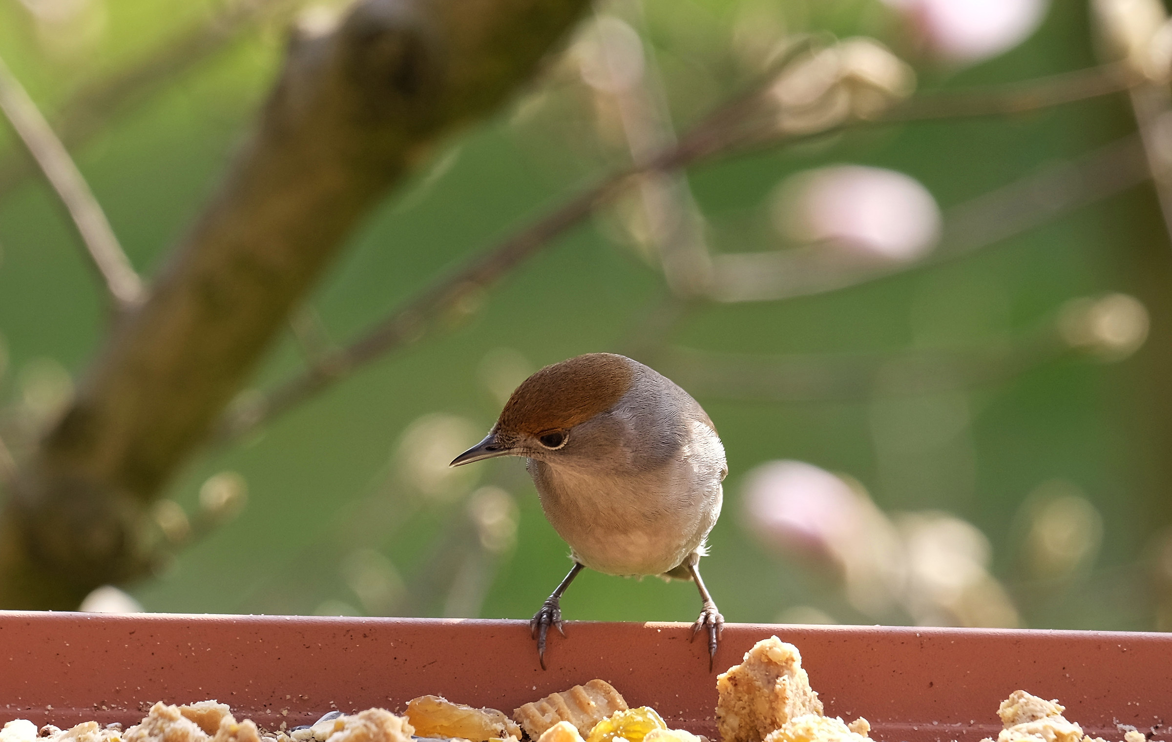 Blackcap