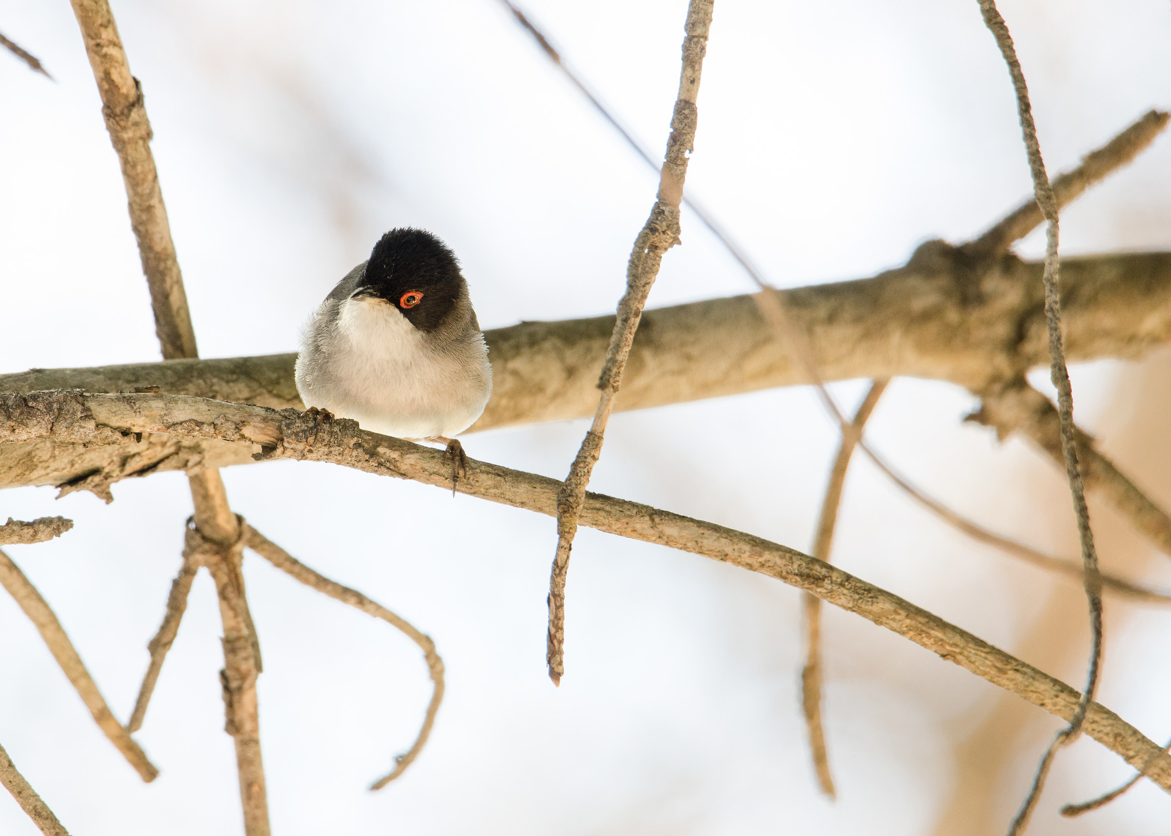 Sardinian Warbler