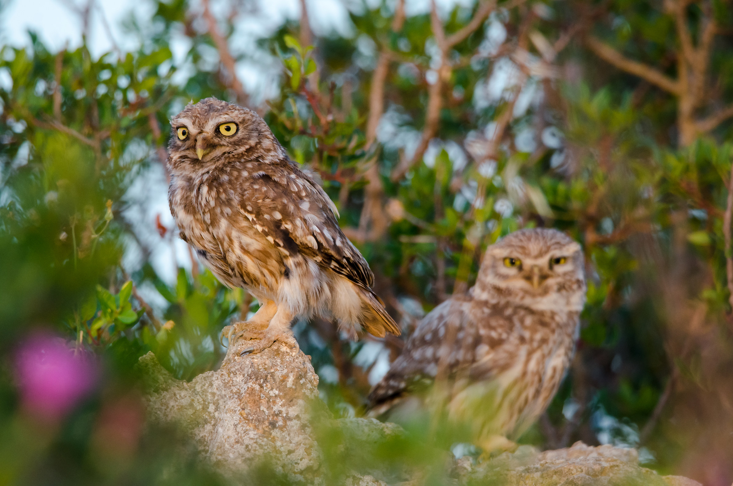 Couple of Owls