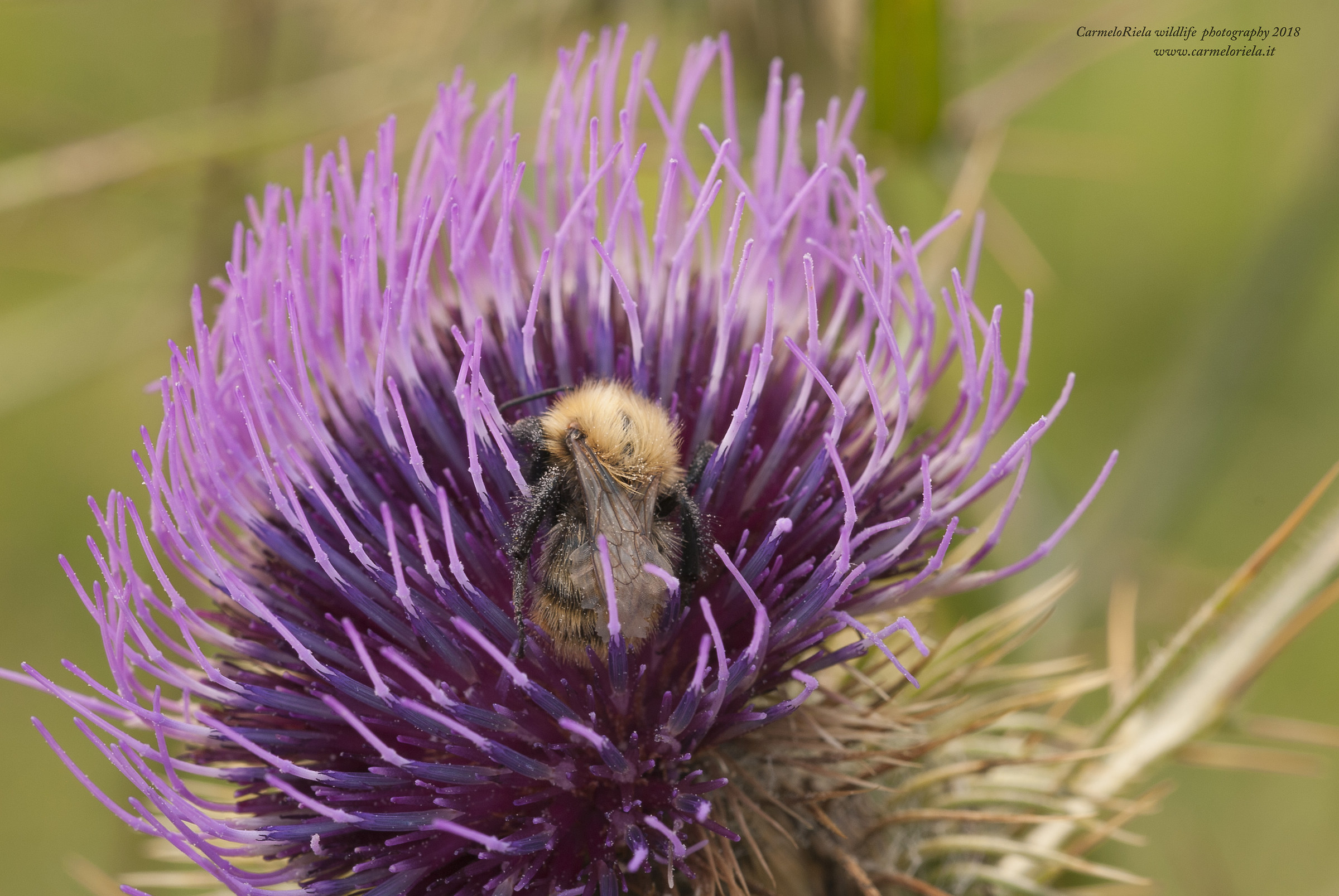 Bombo su fiore di Cardo