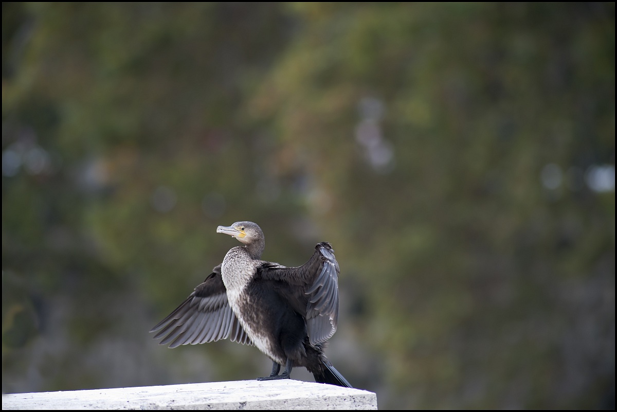 cormorano a roma (2)