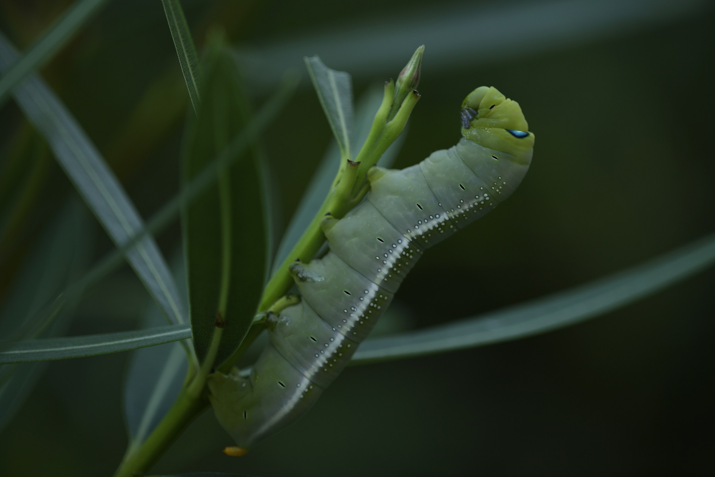 Bruco di Daphnis nerii