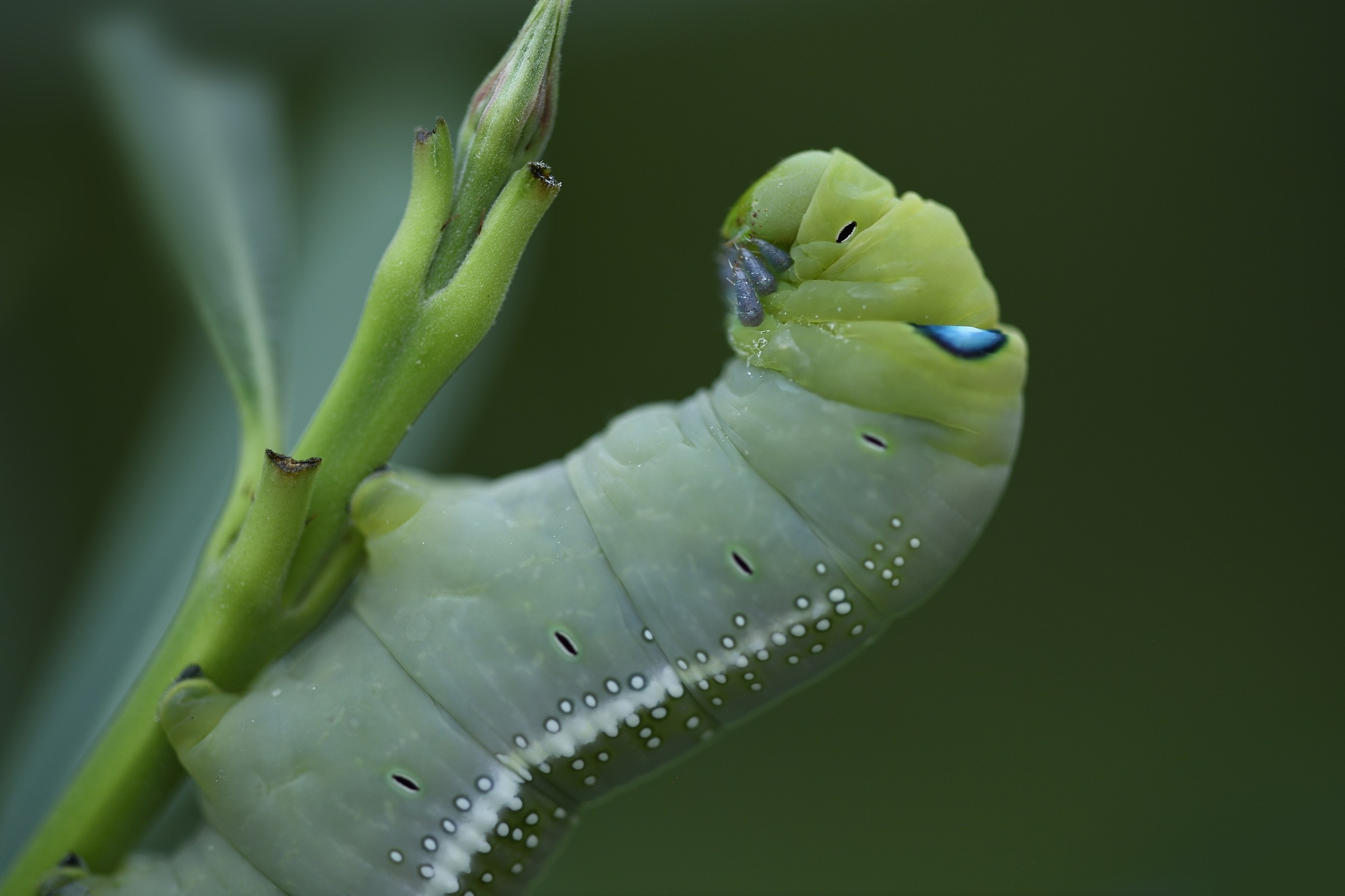 Bruco di Daphnis nerii