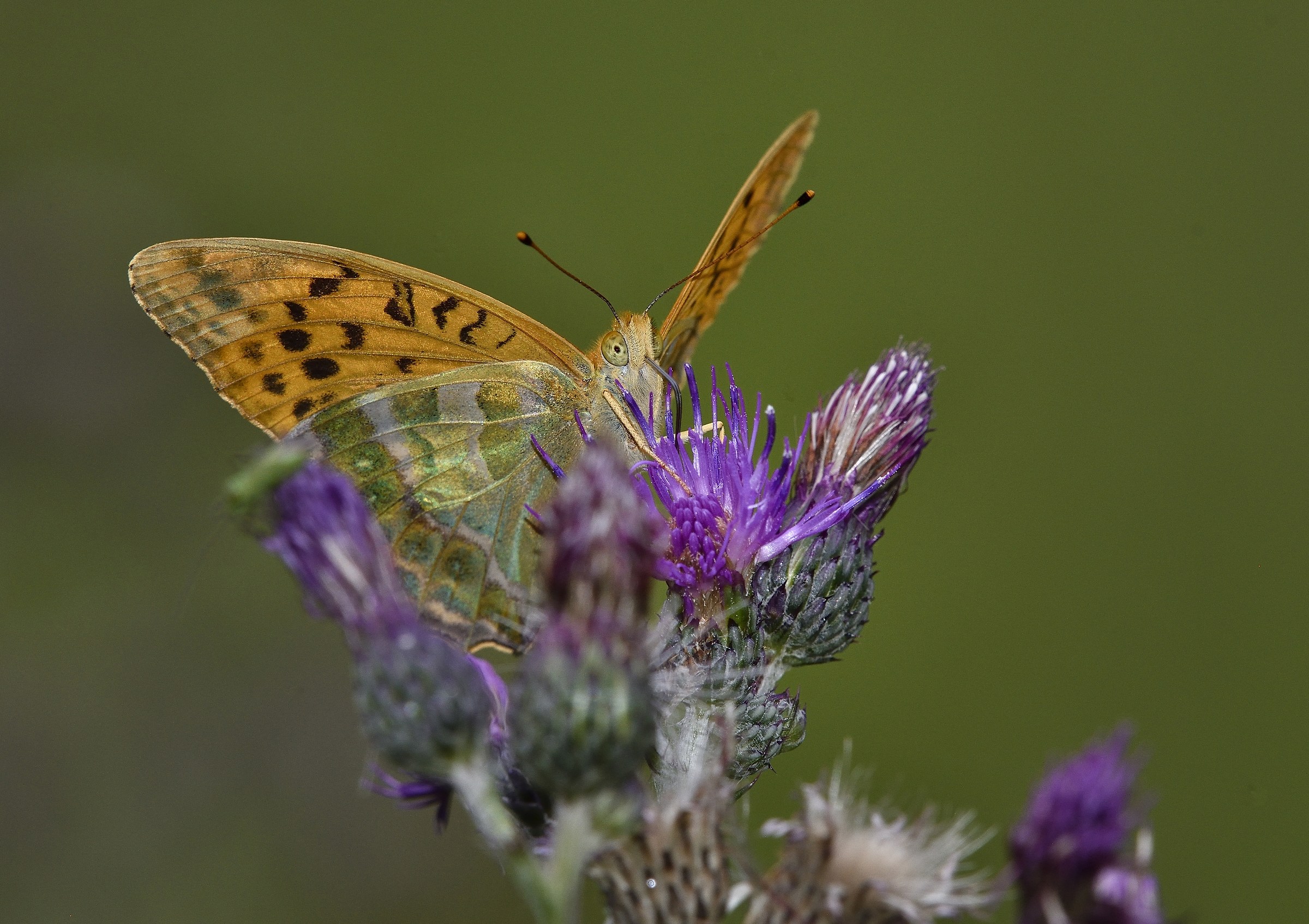 Argynnis Phaphia