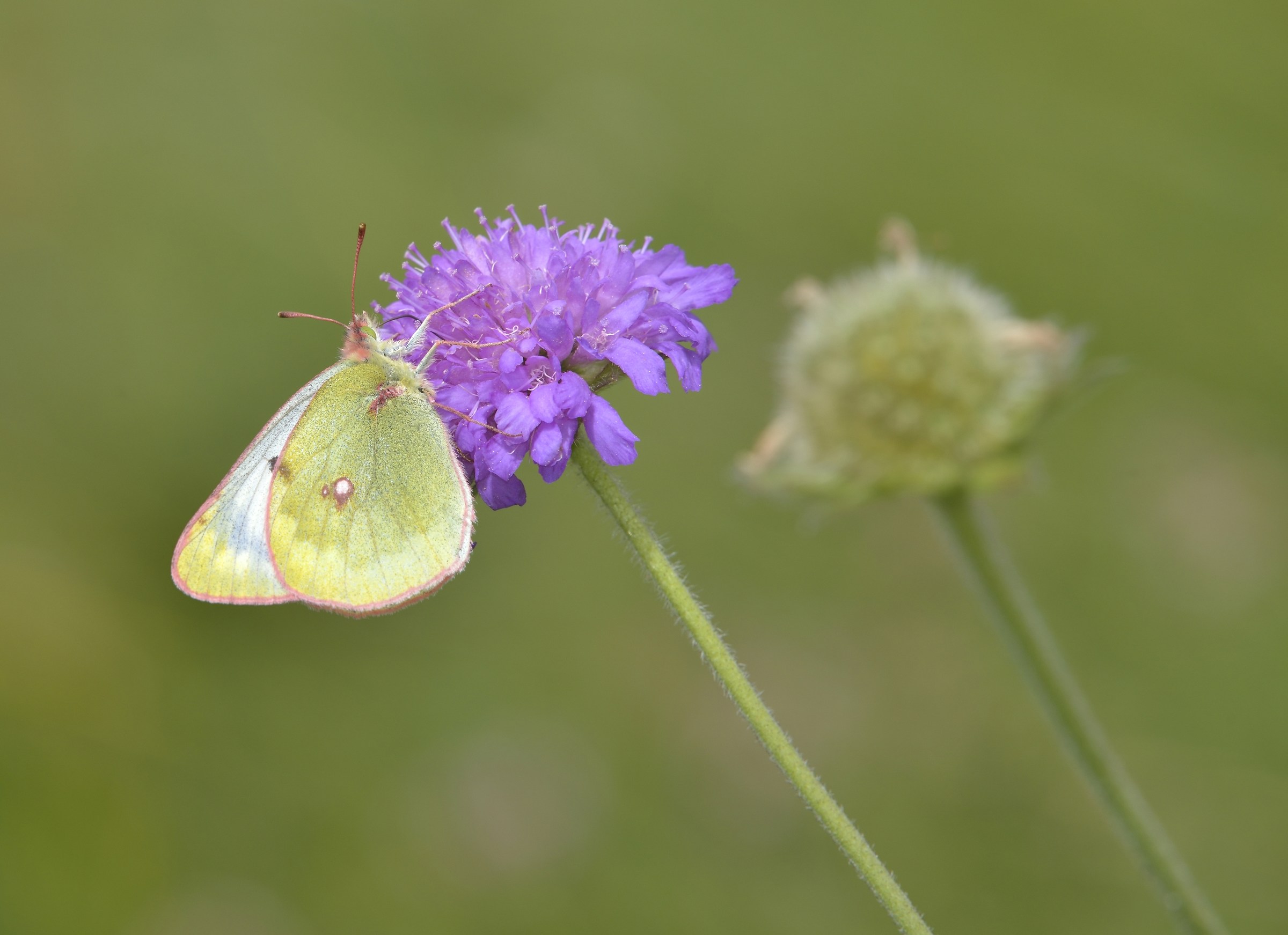 Colias Hyale Female