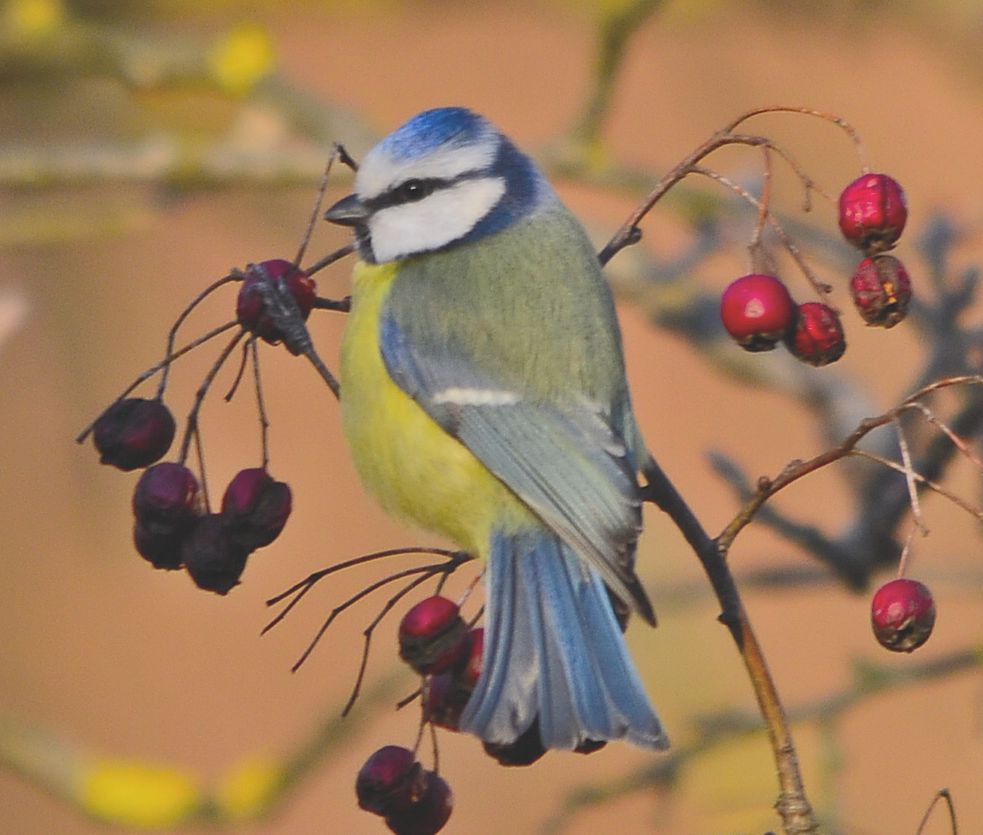 What good ste 'berries!