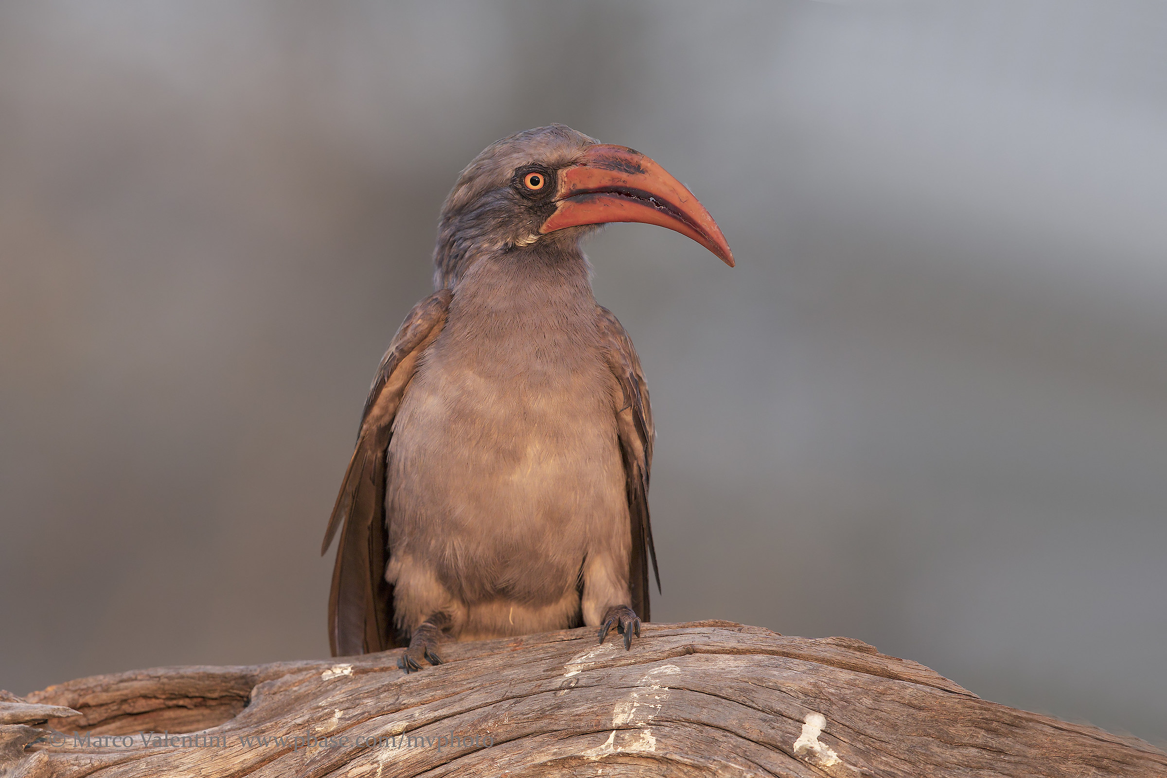Bradfield's Hornbill