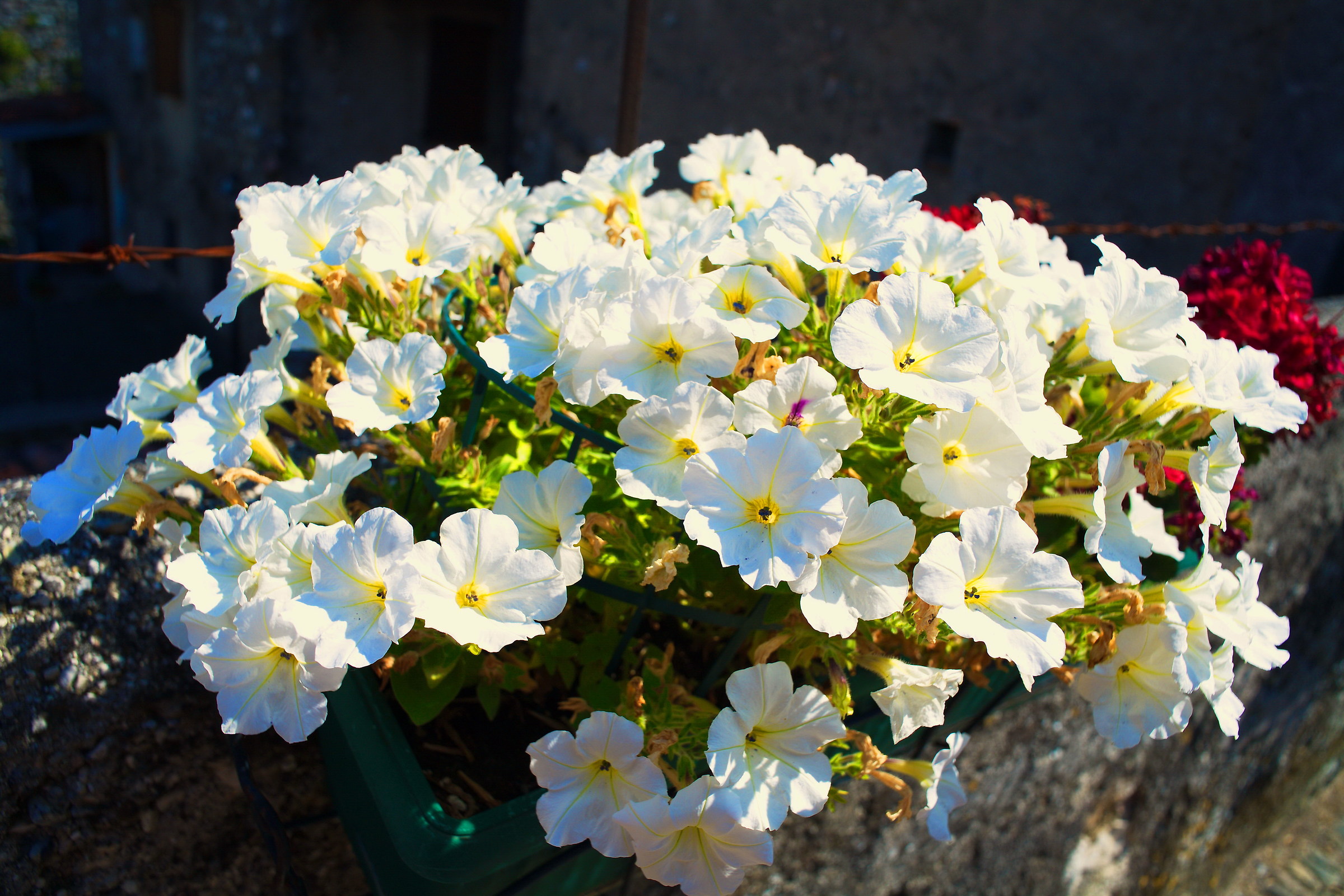 In the castle of Padenghe...