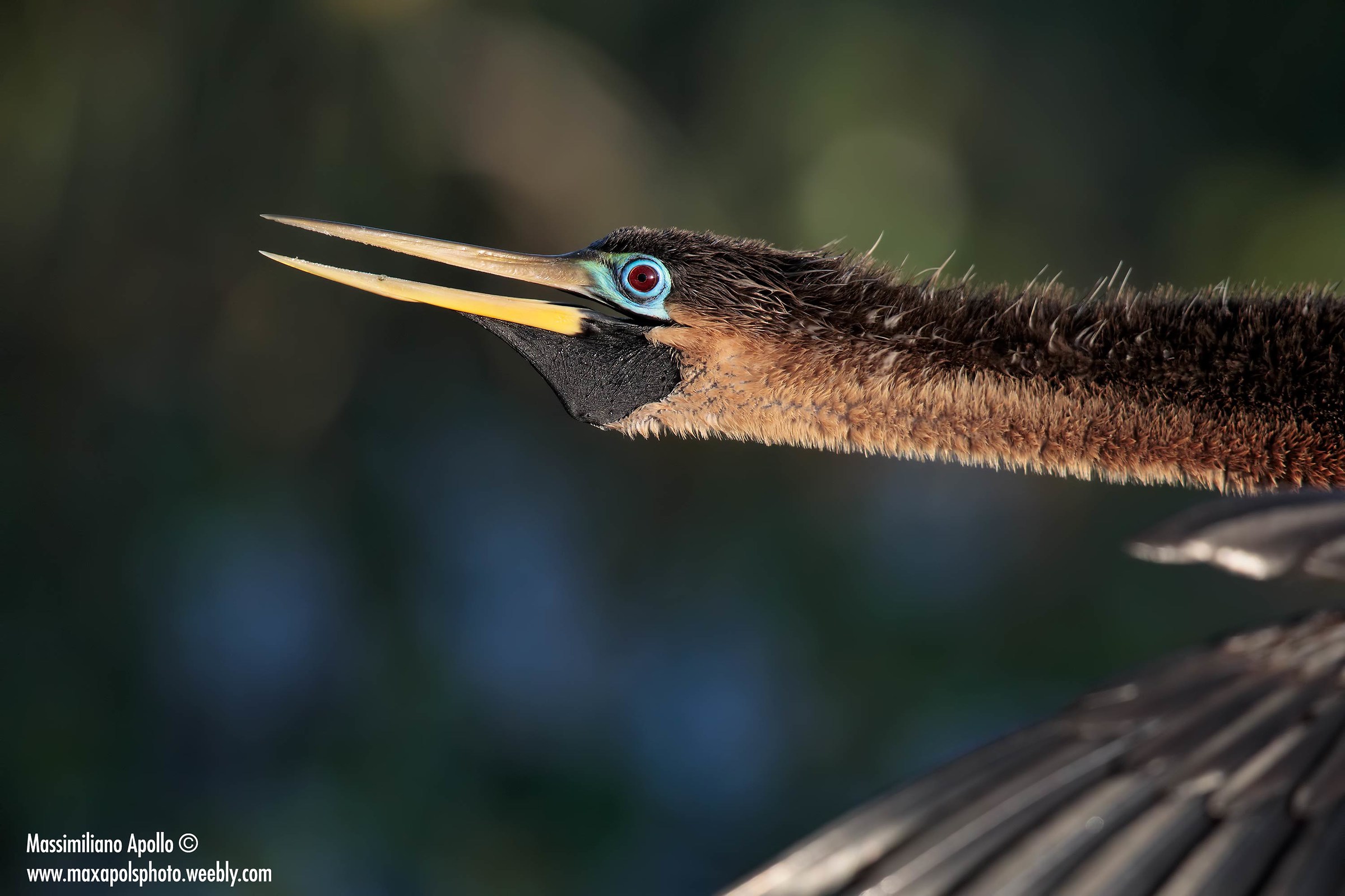 anhinga