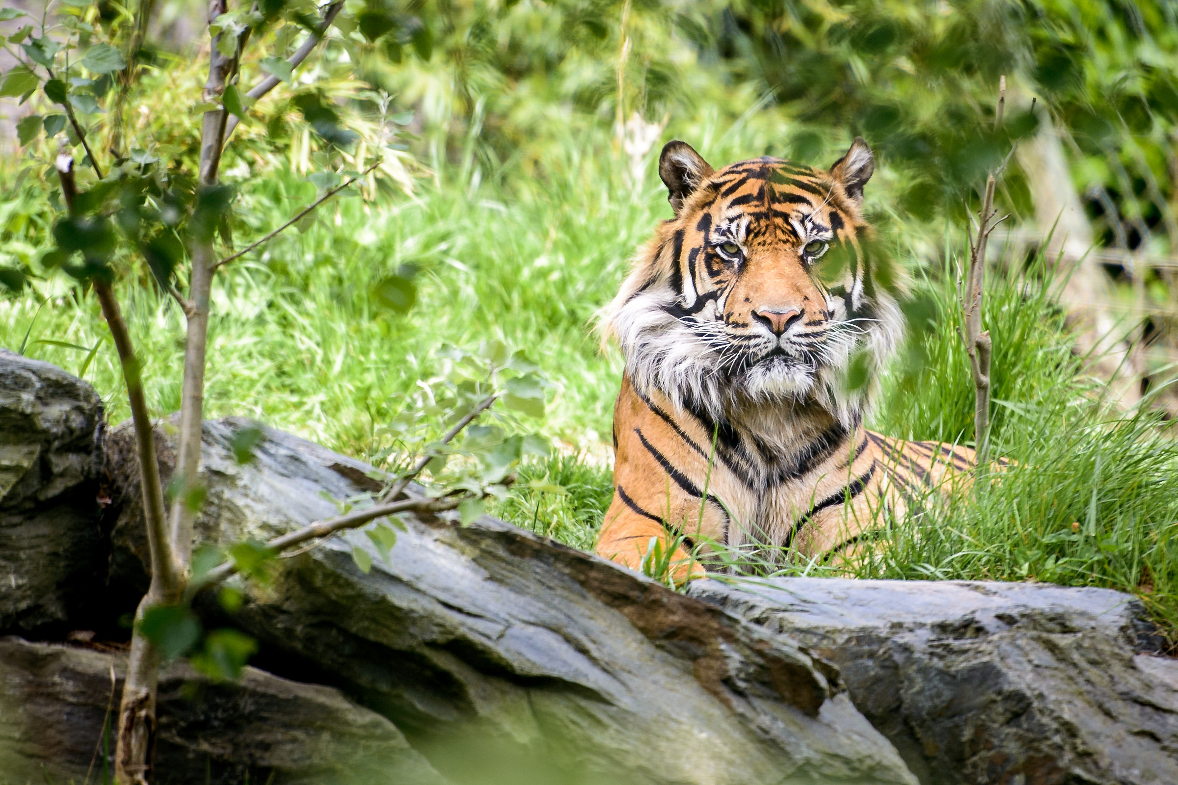 Sumatran tiger