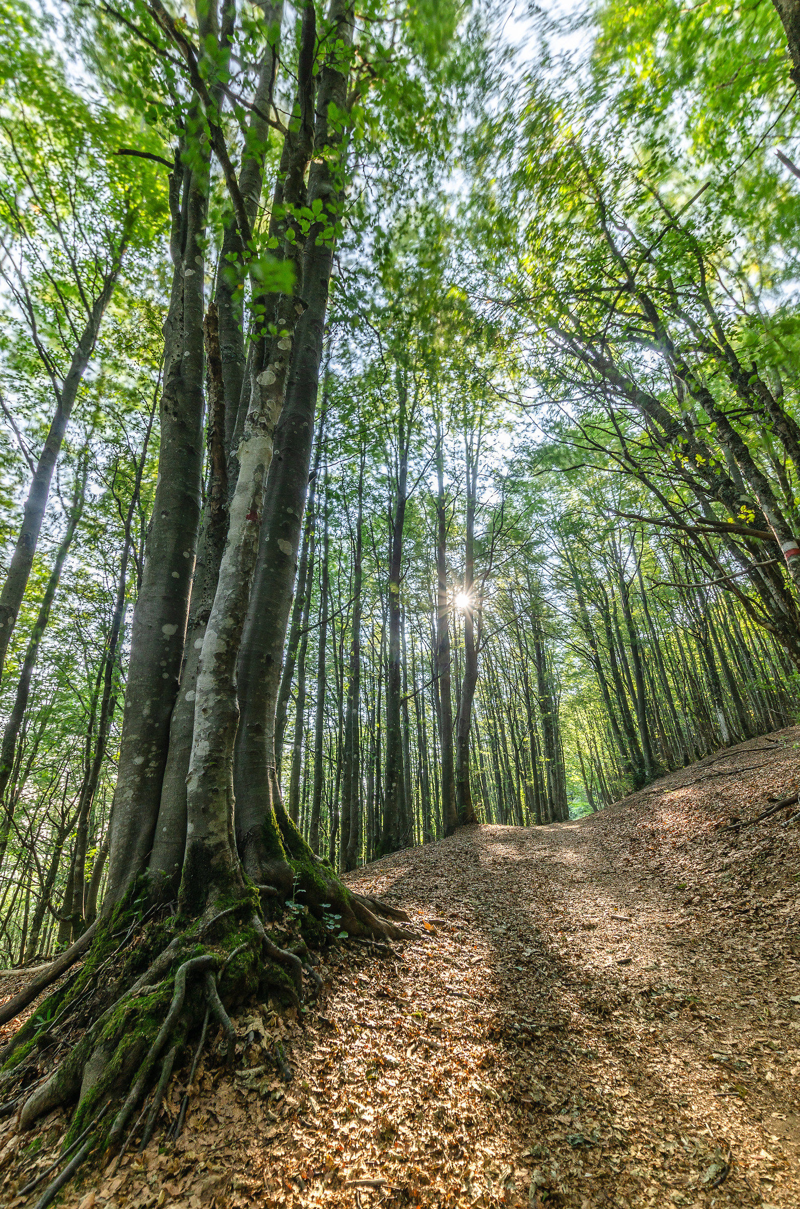 Squeaking of the Woods