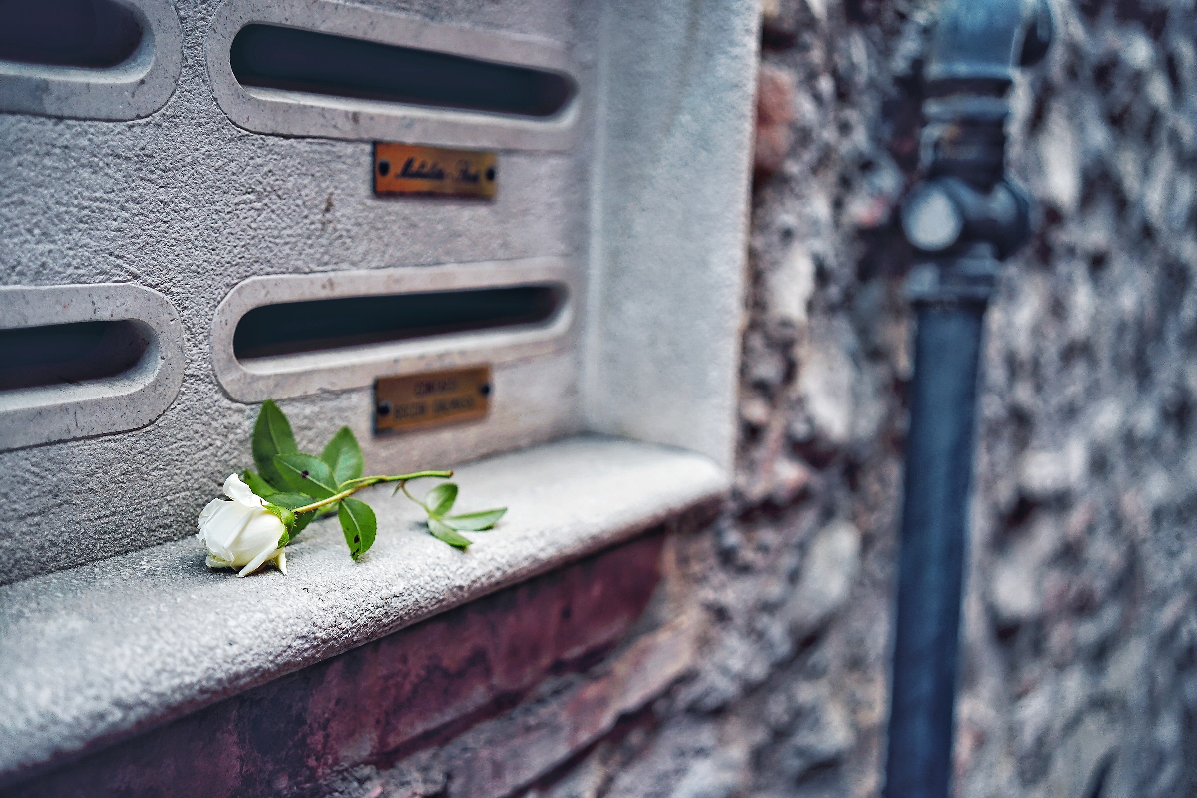 ti suonerò... un fiore