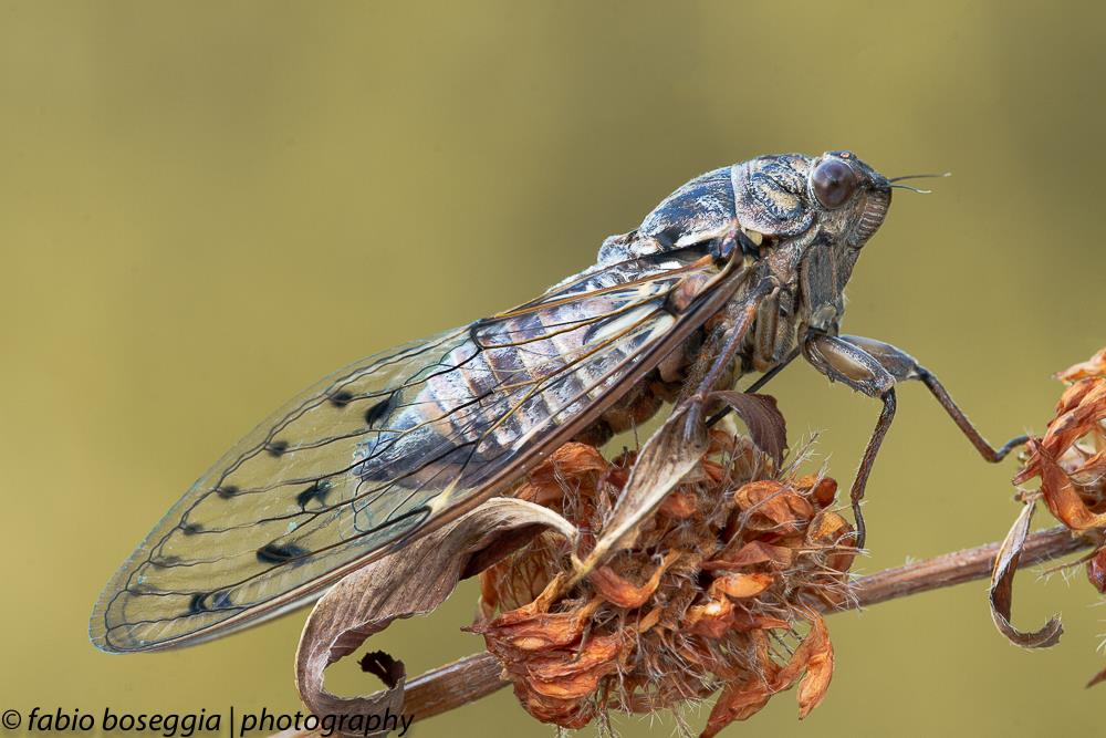 Cicada